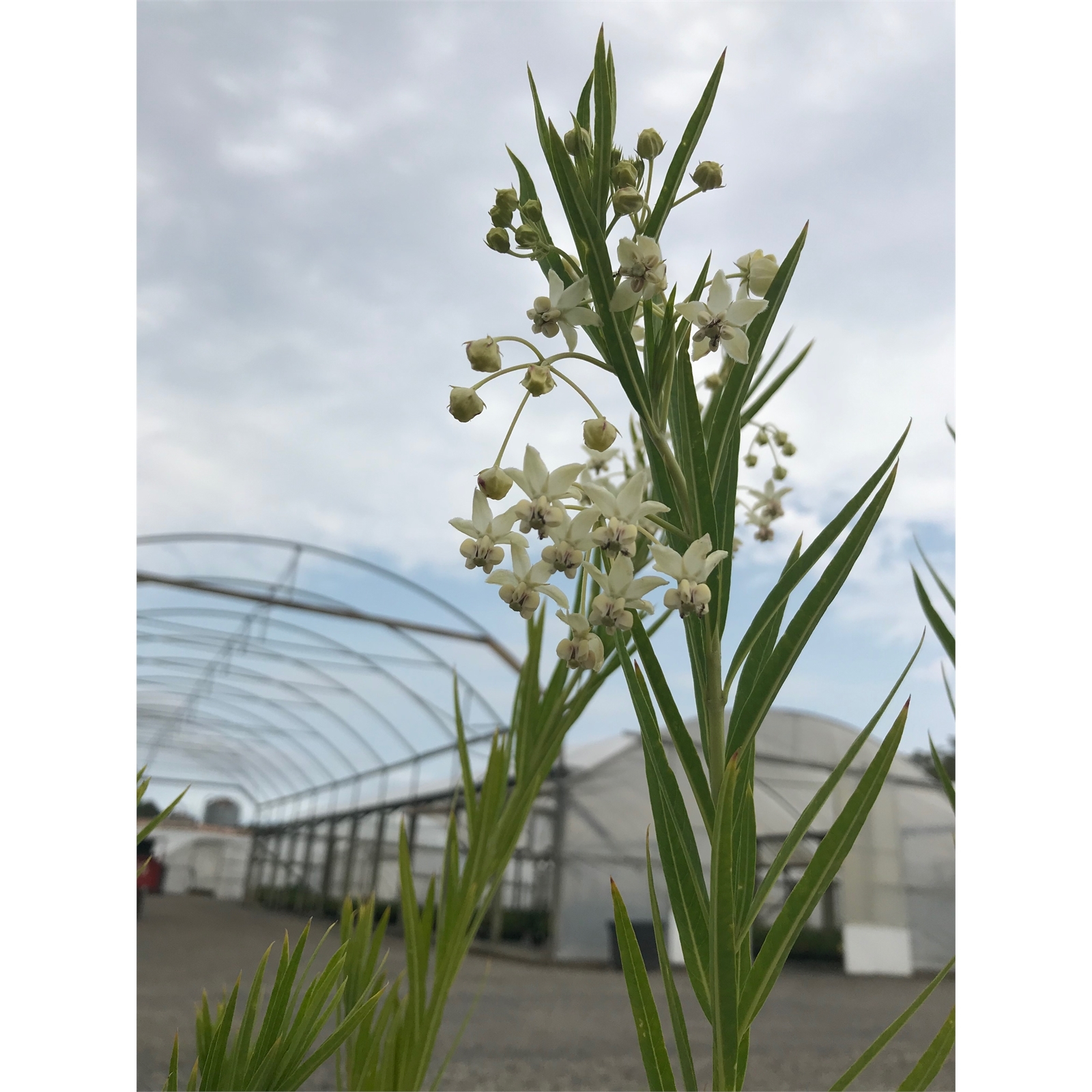 140mm Swan Plant Milk Weed Gomphocarpus physocarpa Bunnings Australia