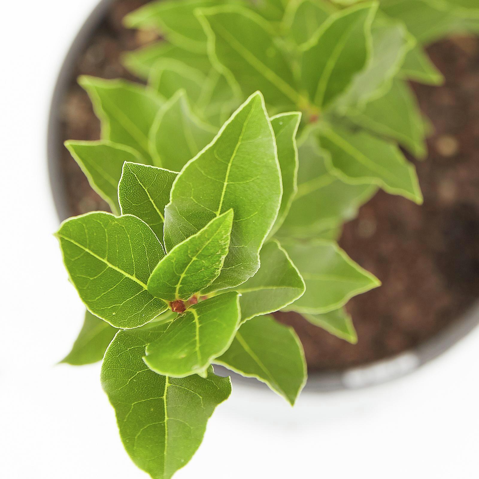 200mm Compact Bay Laurel Laurus nobilis 'Miles Choice' Bunnings