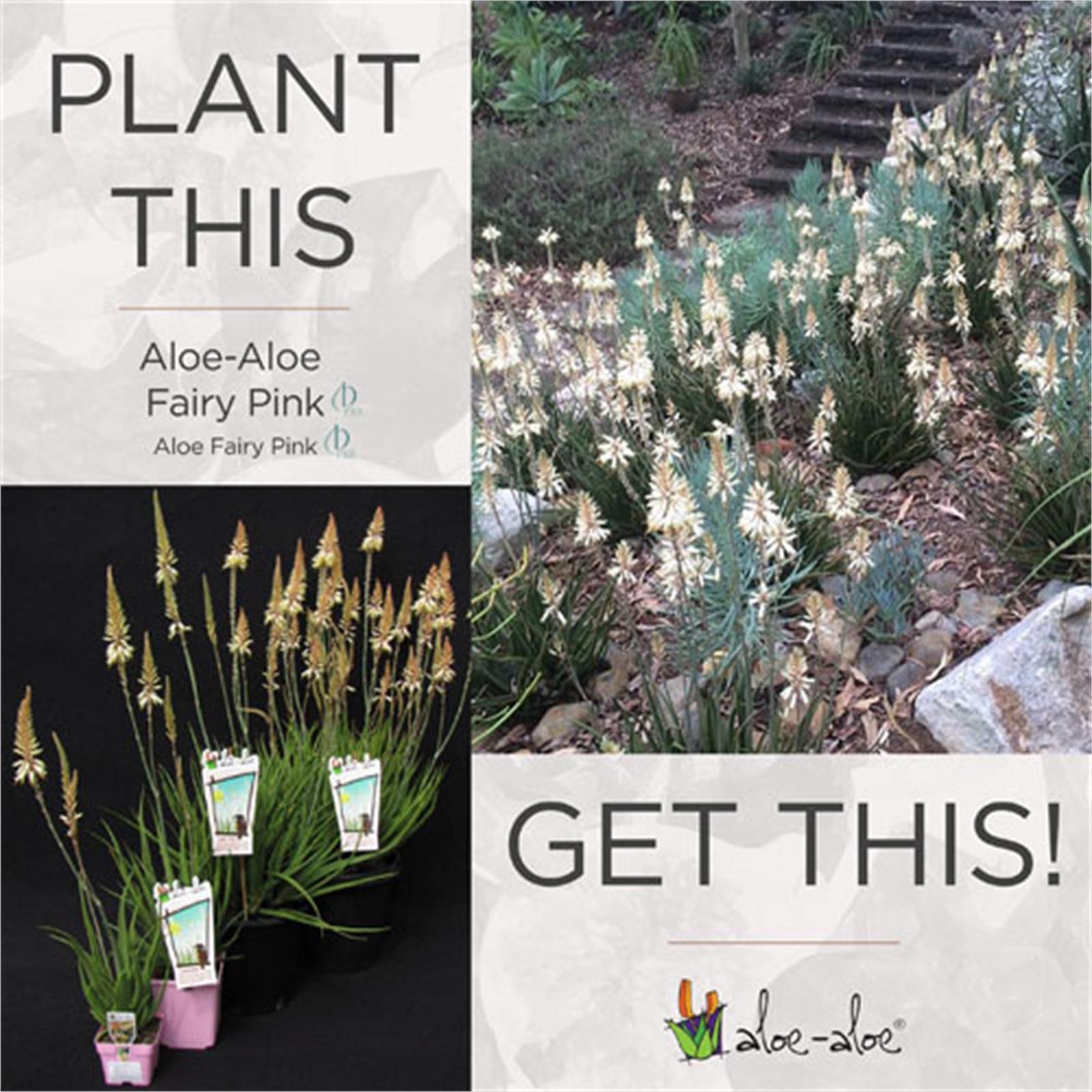 2L Aloe Fairy Pink Aloe hybrid Bunnings Australia