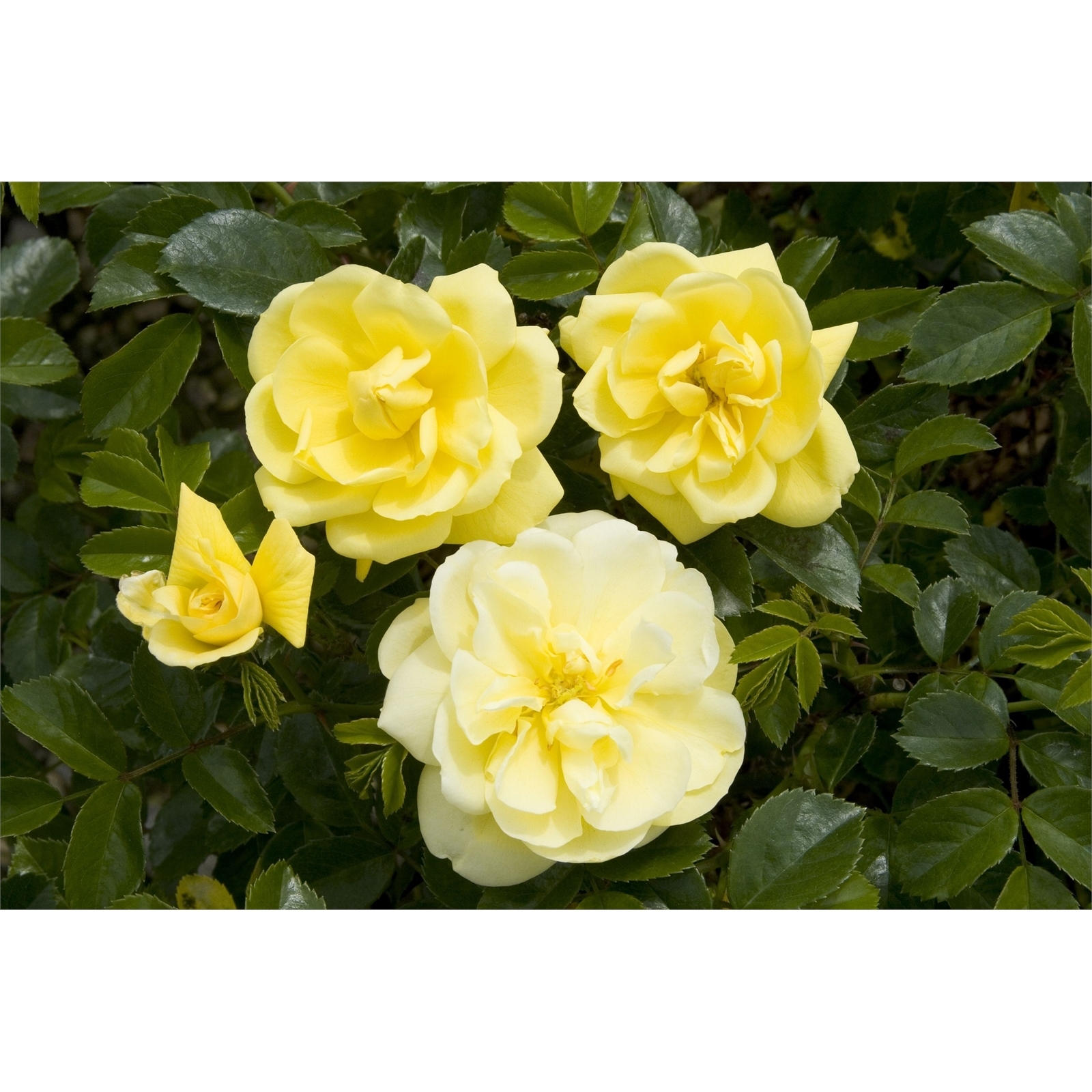 2.5L Carpet Rose Gold Rosa Bunnings New Zealand