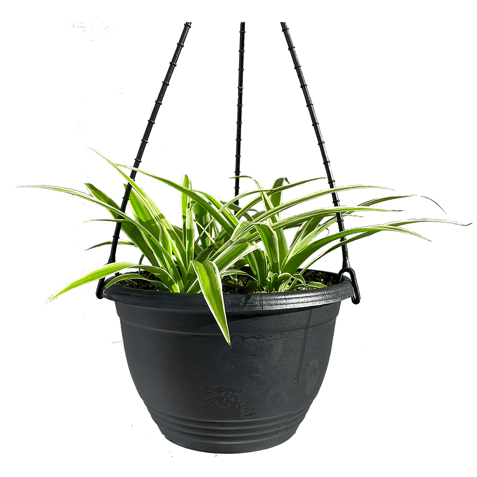 200mm Spider Plant in Hanging Basket Chlorophytum comosum variegatum