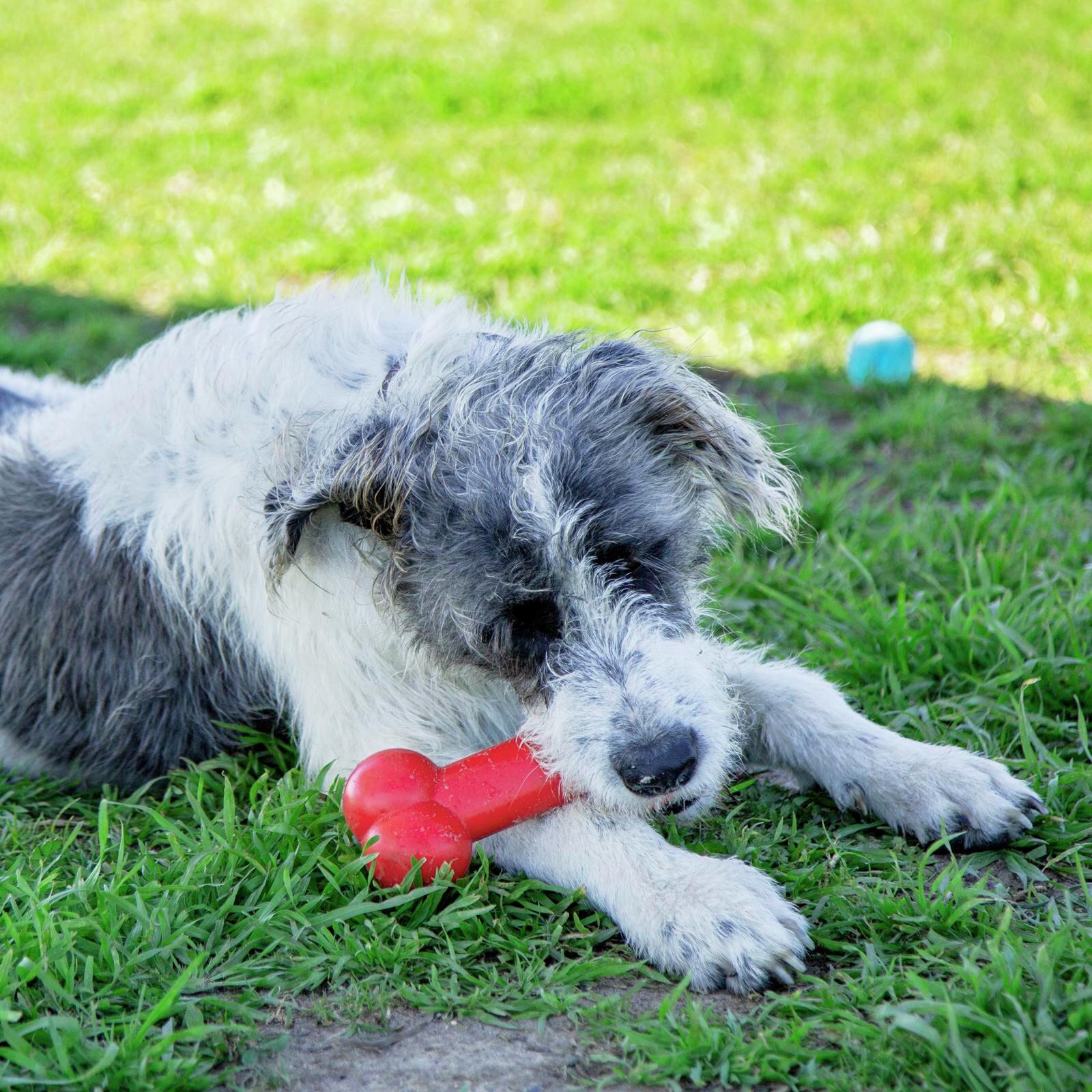 Happy Tails Chewing Bone Dog Toy Bunnings Australia