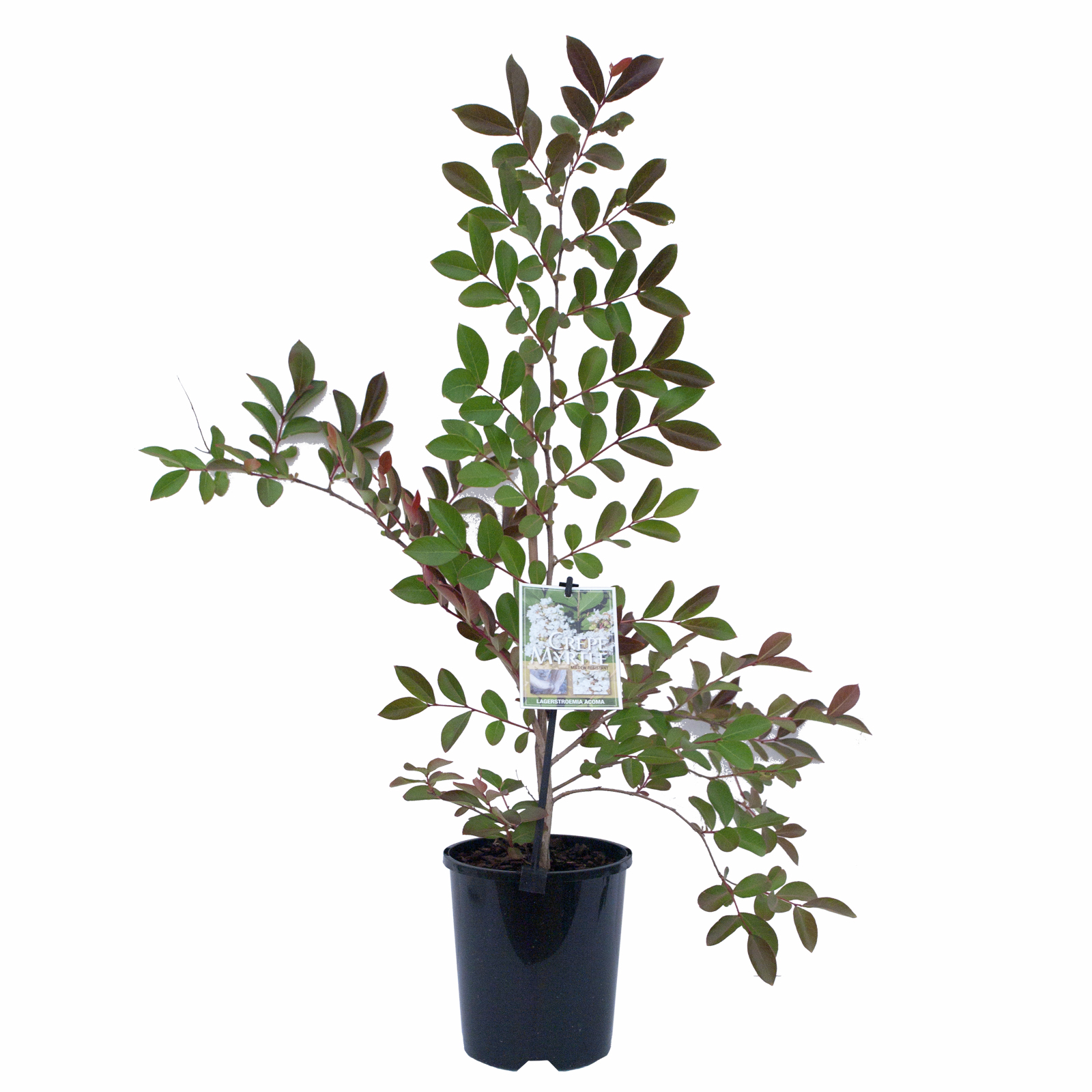 140mm Crepe Myrtle Lagerstroemia indica Fauriei Bunnings