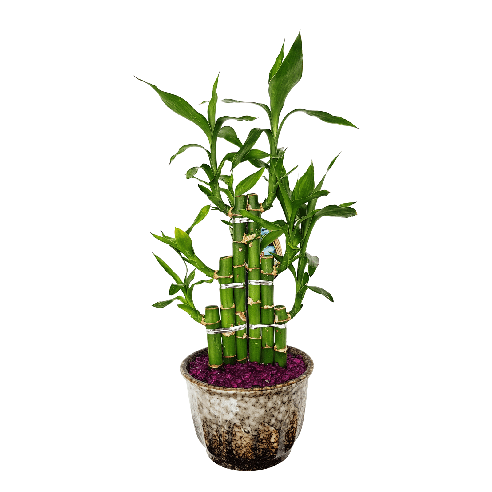 Lucky Bamboo Size E Dracaena sanderiana Bunnings Australia
