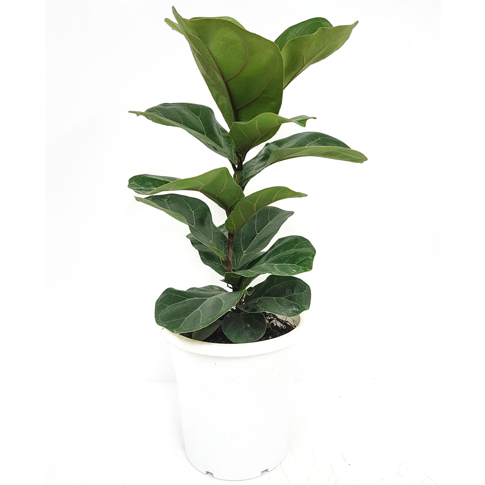 180mm Fiddle Leaf Fig Ficus lyrata Bunnings Australia