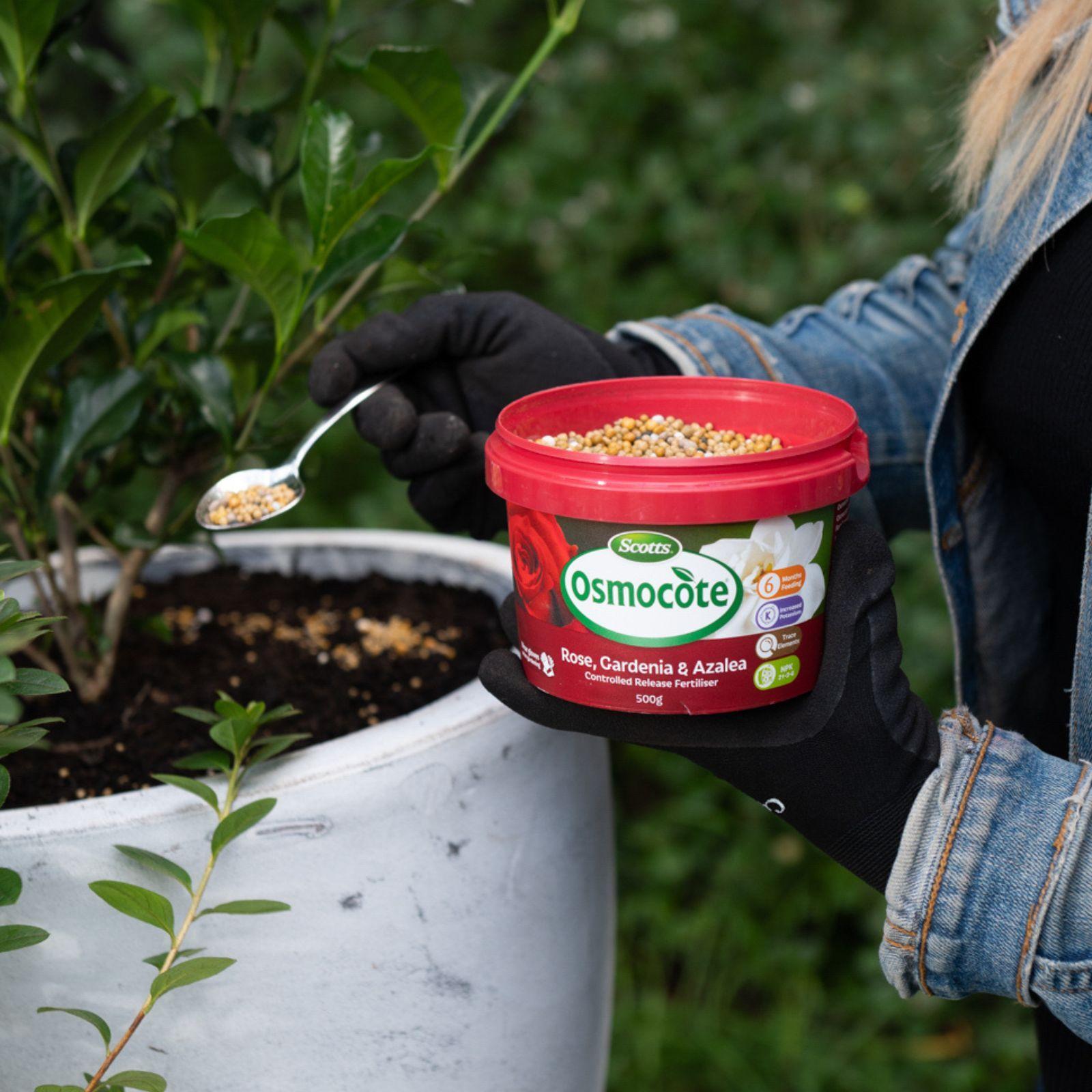 Scotts Osmocote 500g Roses, Gardenias, Azaleas And Camellias Controlled