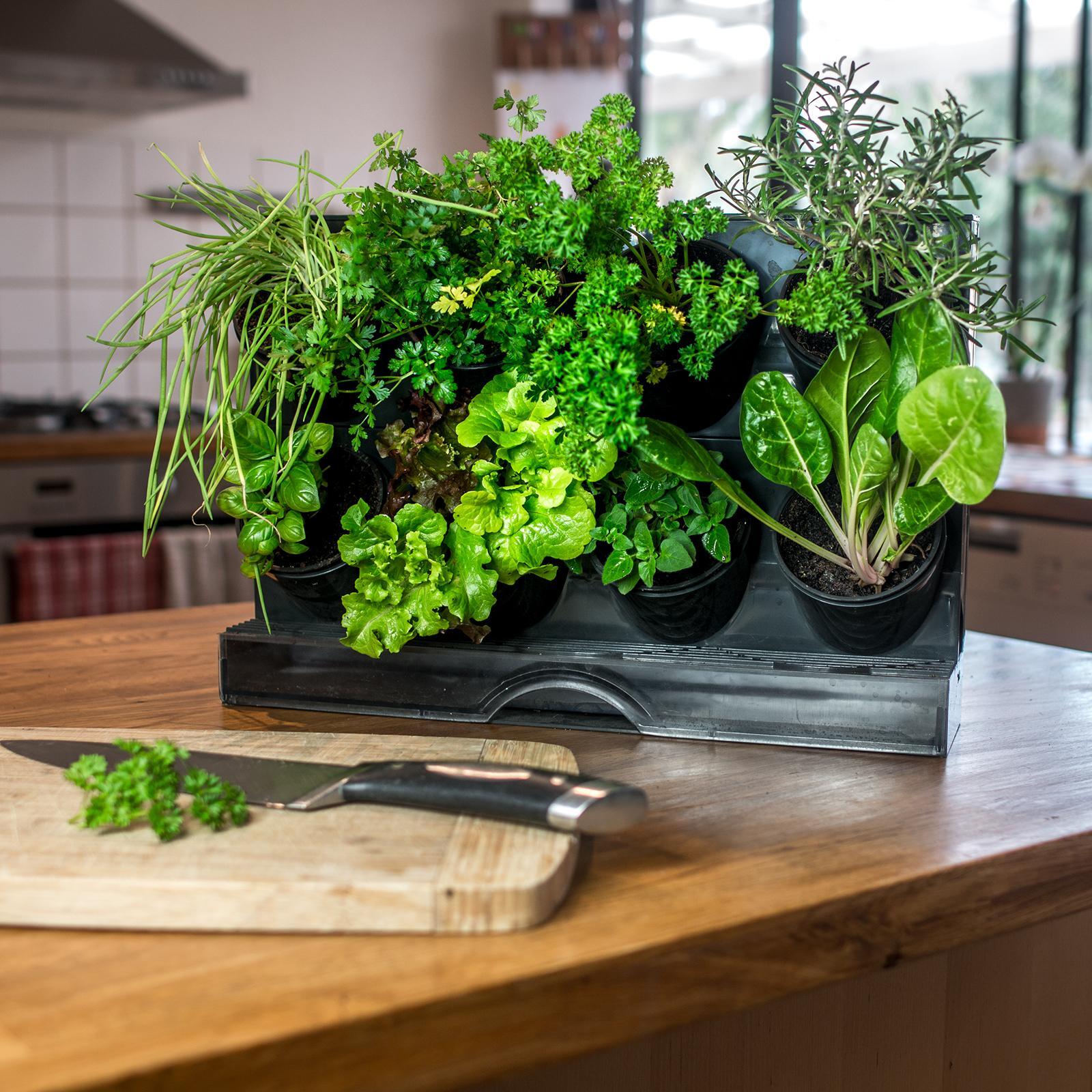 Holman Benchtop Greenwall Garden Bunnings Australia