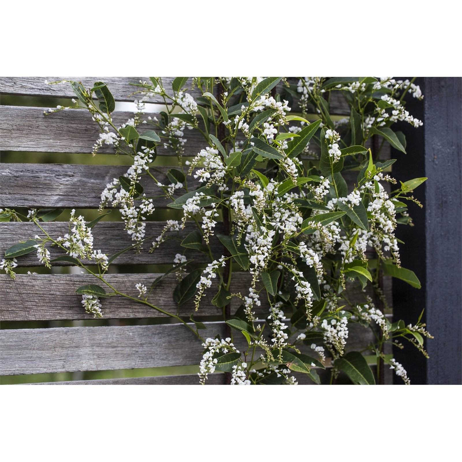 200mm Native Wisteria Hardenbergia violacea Whiteout Bunnings Australia