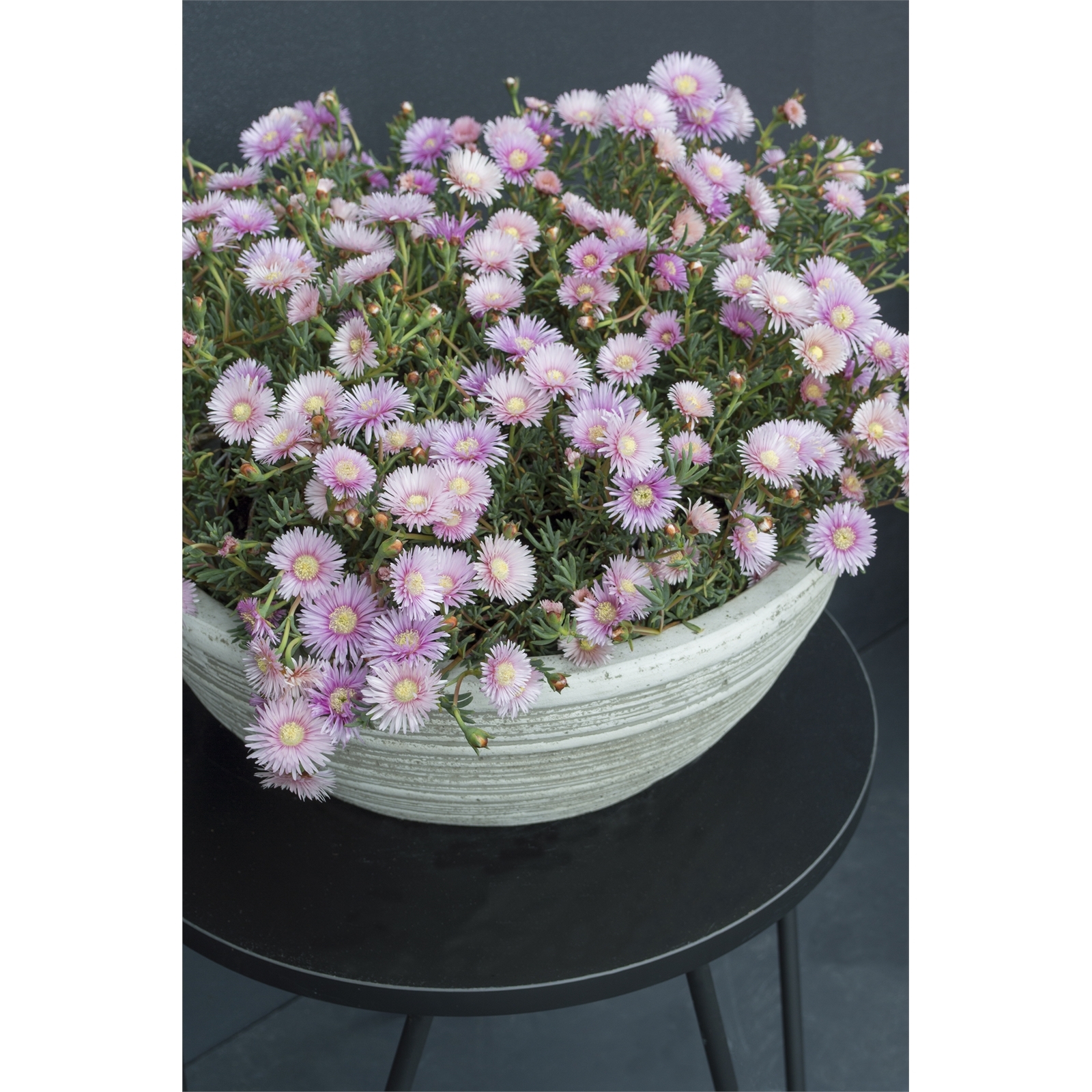 140mm Ice Plant Lampranthus 'Mauve Explosion' Bunnings Australia