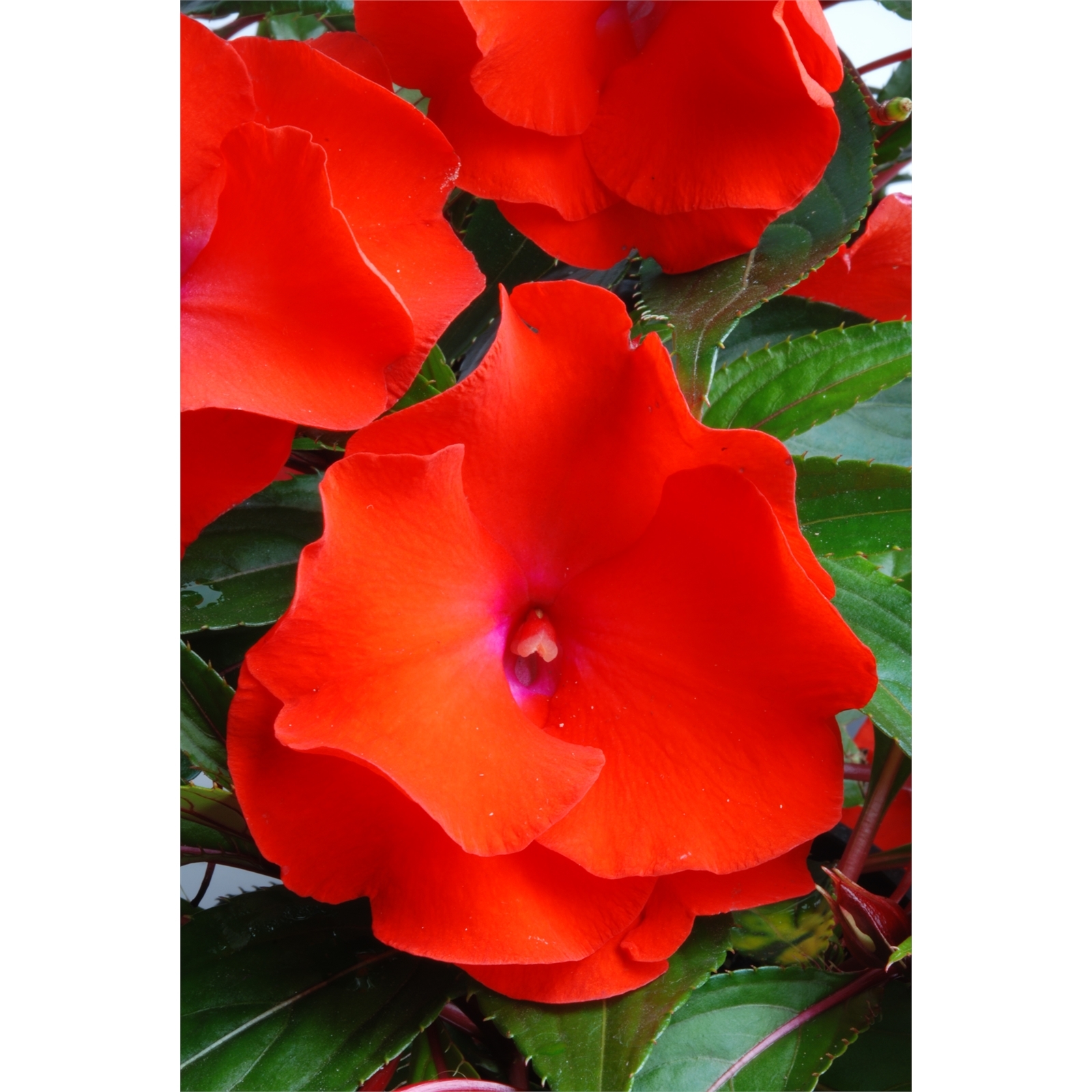 180mm New Guinea Impatien Rokoko Impatiens hawkeri Bunnings Australia