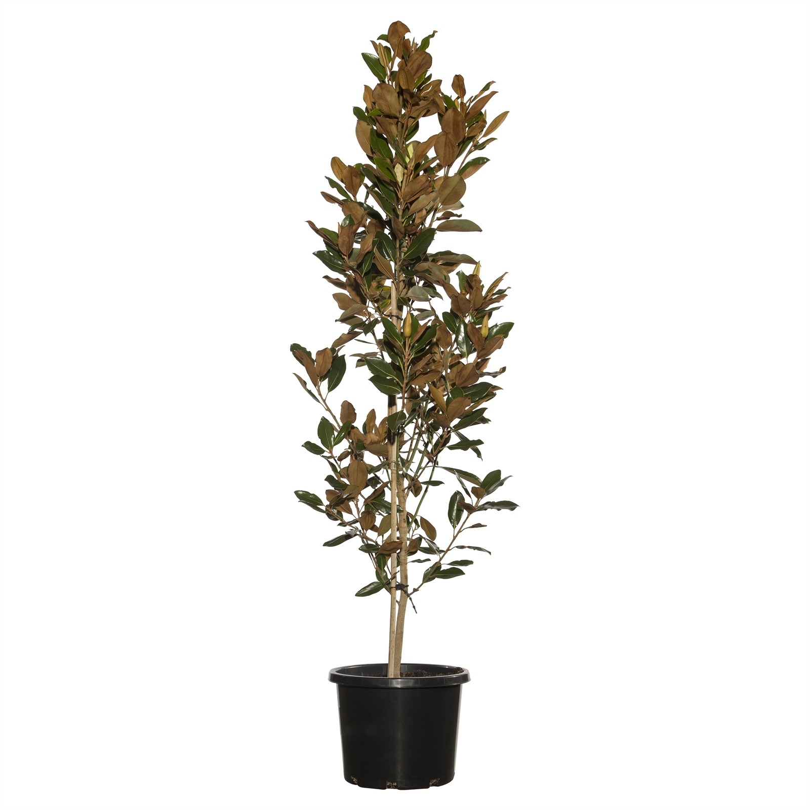 330mm Magnolia Little Gem Magnolia grandiflora Bunnings Australia