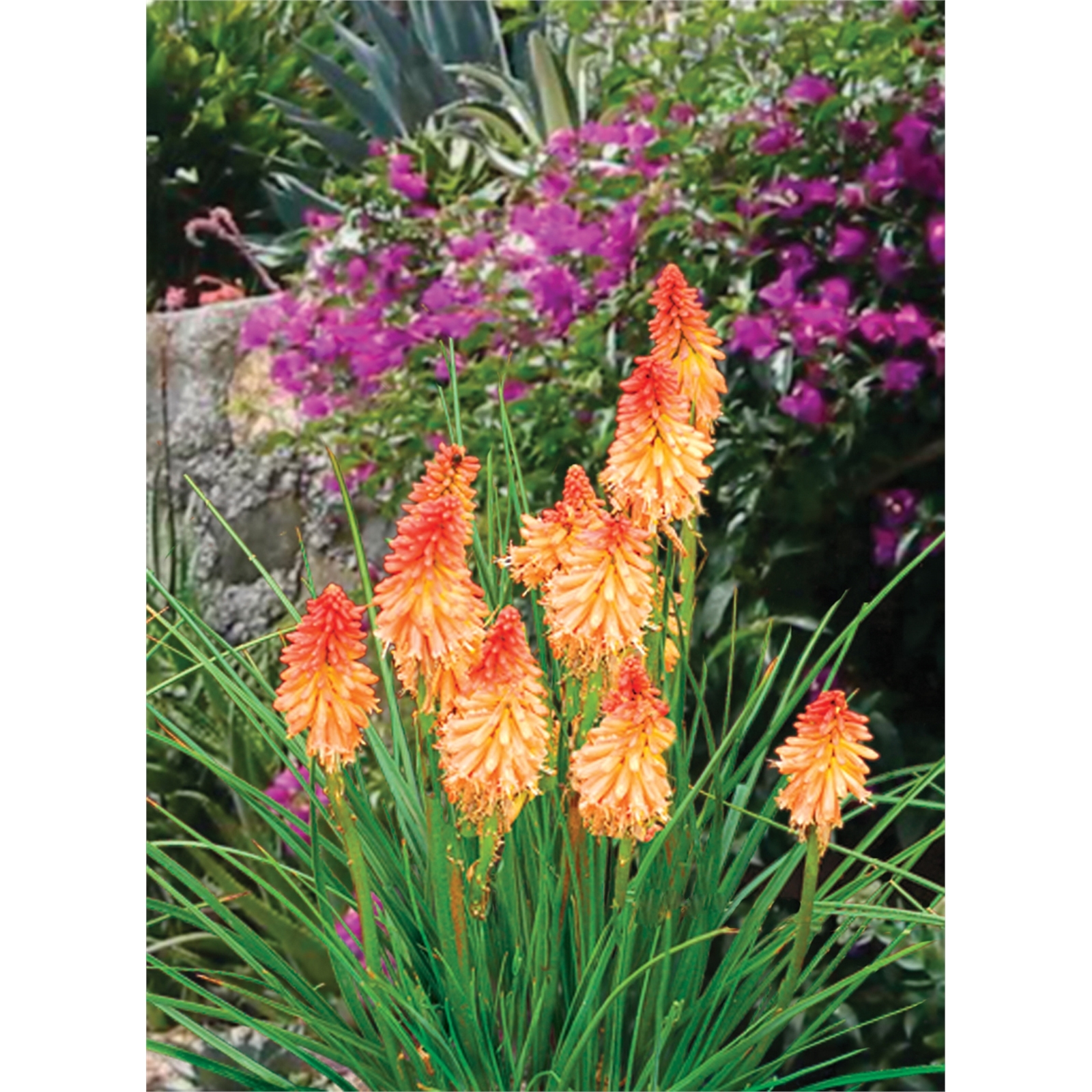 140mm Kniphofia Creamsicle Kniphofia hybrid Bunnings Australia