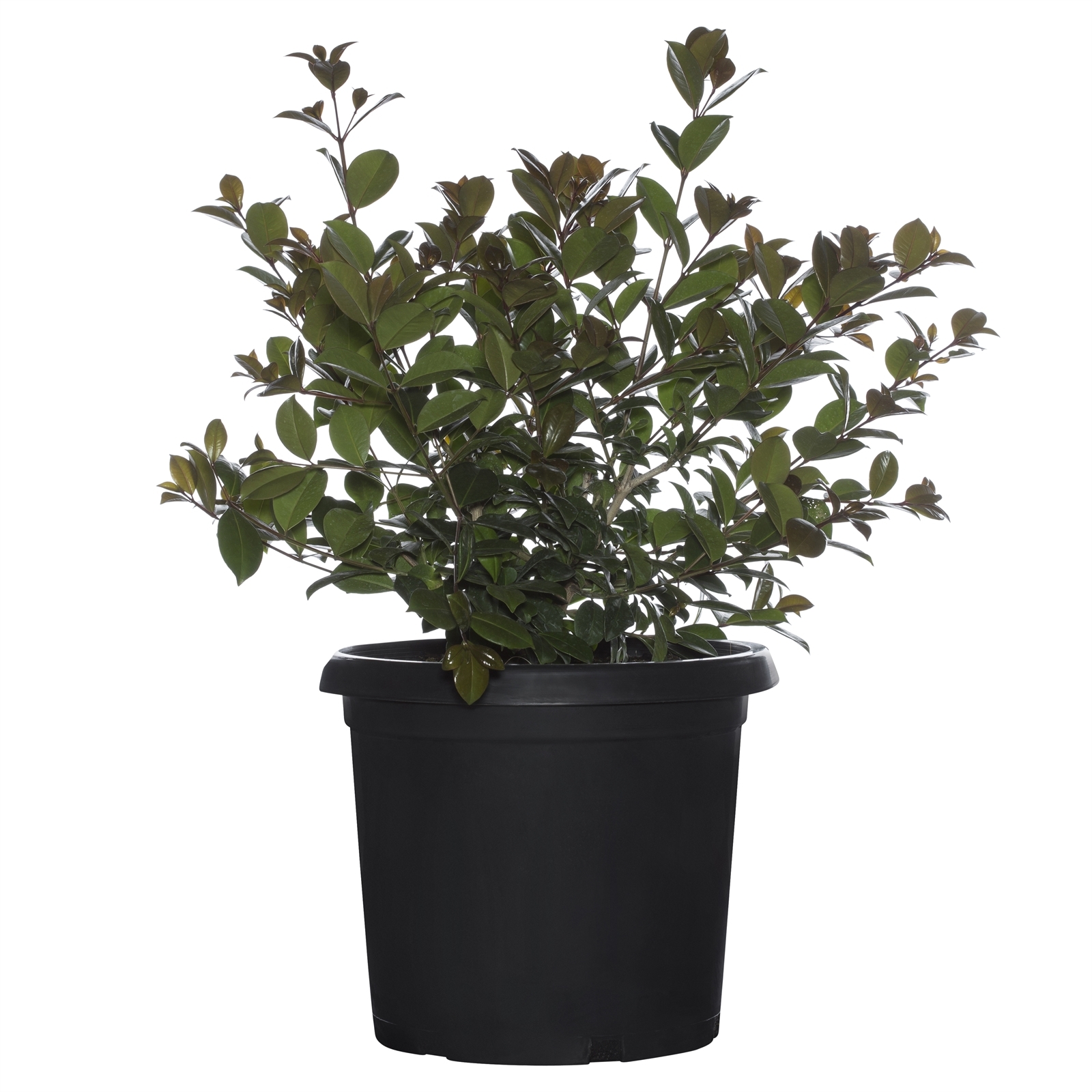 300mm Syzygium Big Red Syzygium australe Bunnings Australia