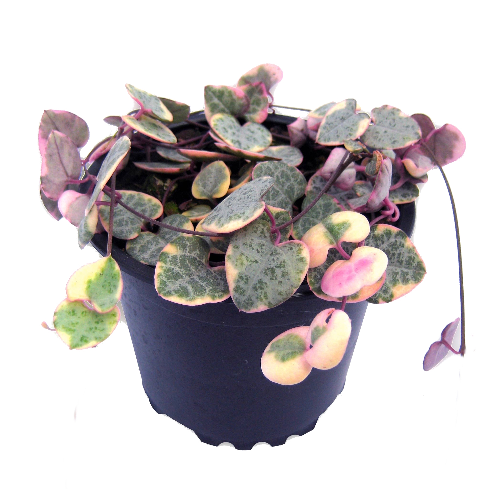 130mmHB Chain Of Hearts Variegated 'Urban Jungle Range' Ceropegia