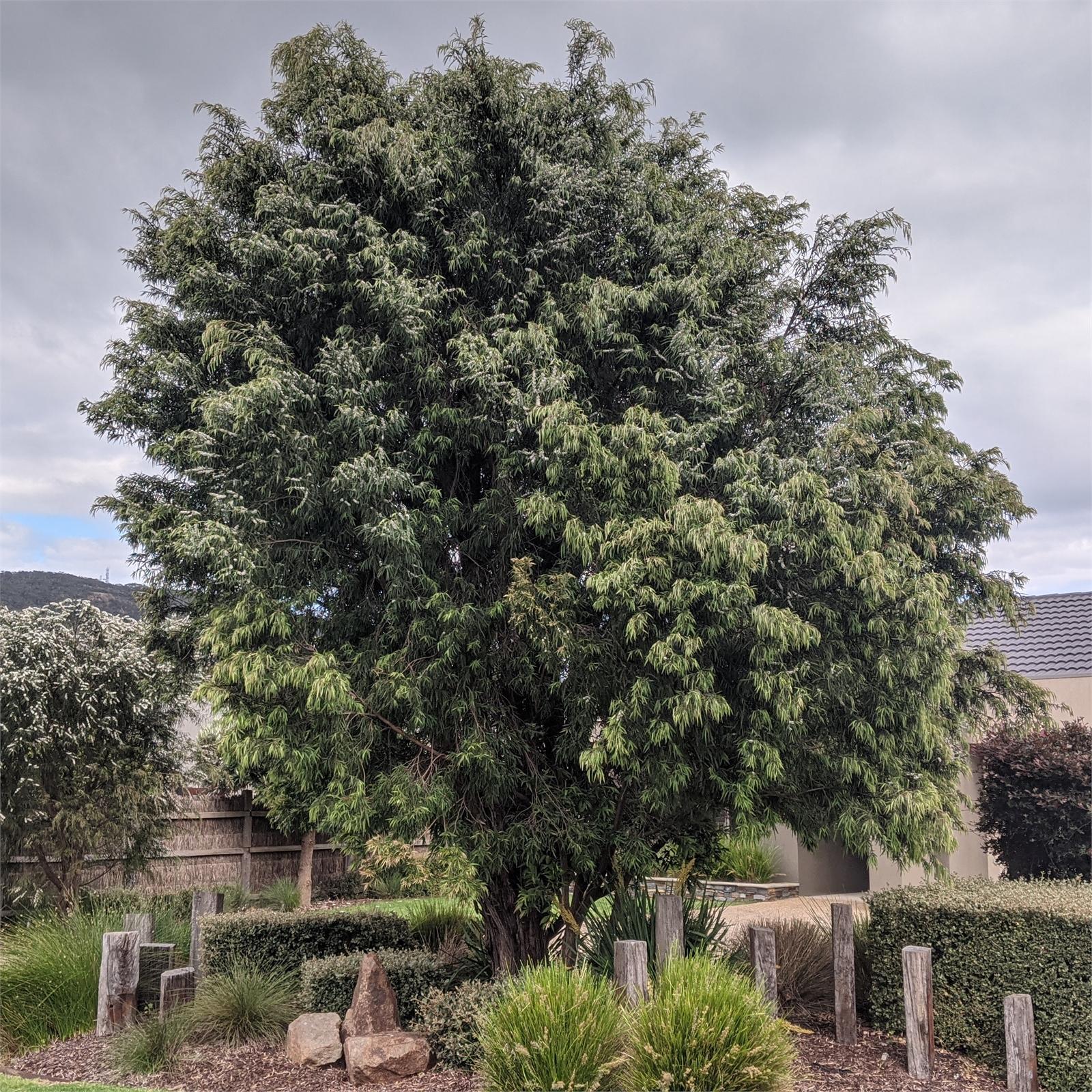 200mm Agonis flexuosa Willow Myrtle Bunnings Australia
