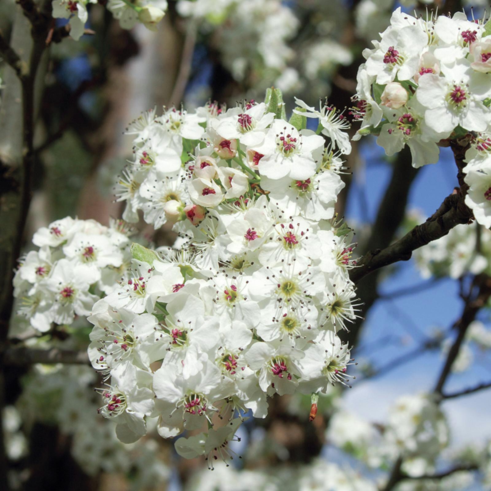 330mm Ornamental Pear Glens Form Pyrus calleryana Chanticleer