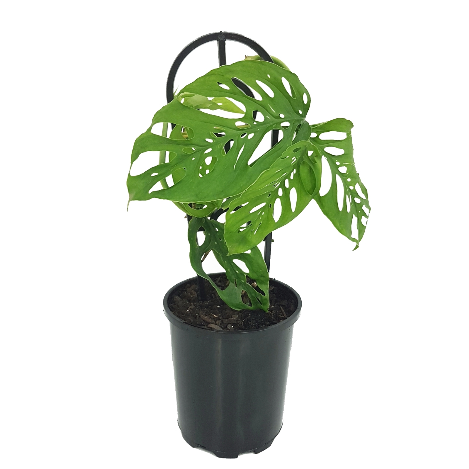 125mm Swiss Chees Plant Monstera Adansonii Bunnings Australia