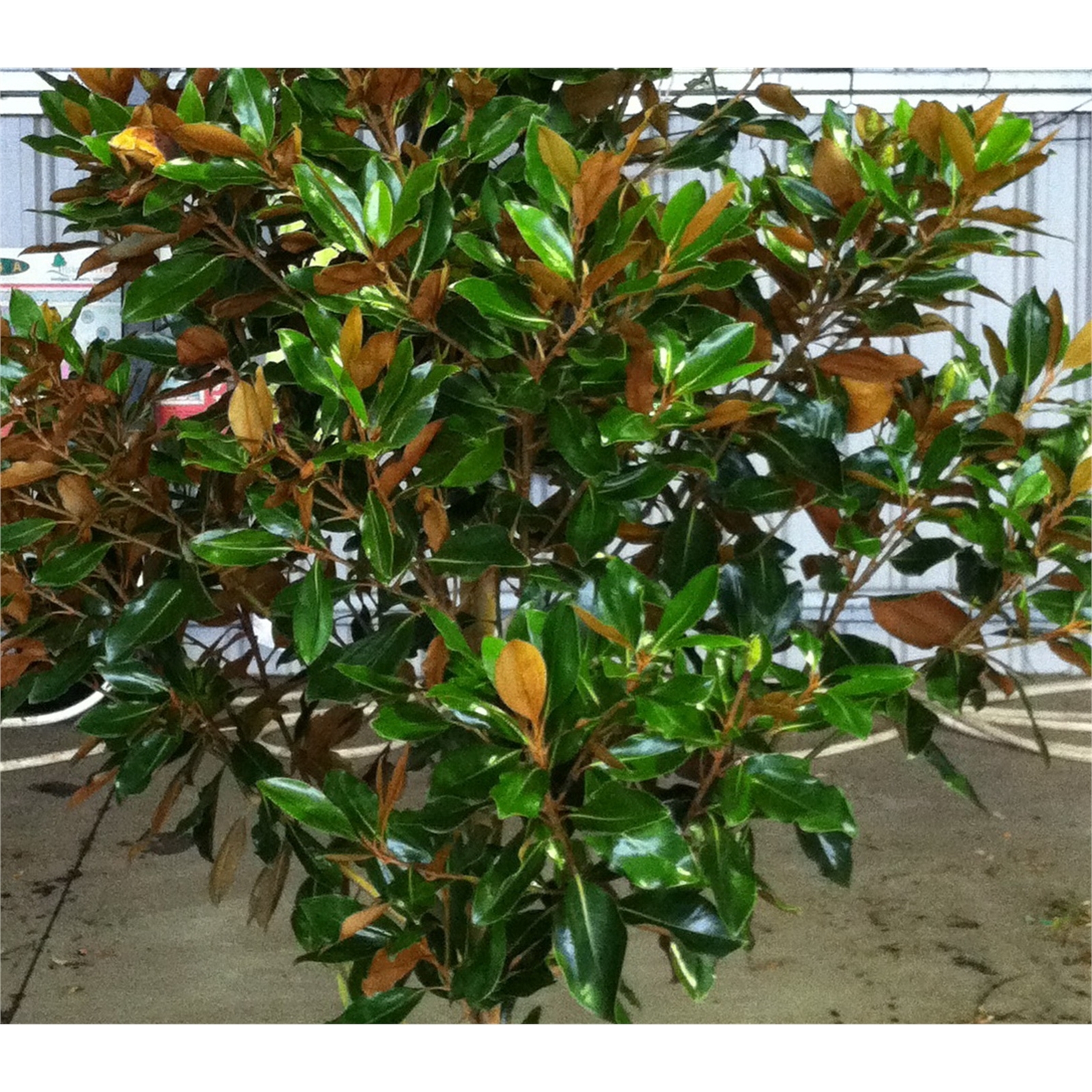 330mm Magnolia Little Gem Magnolia grandiflora Bunnings Australia