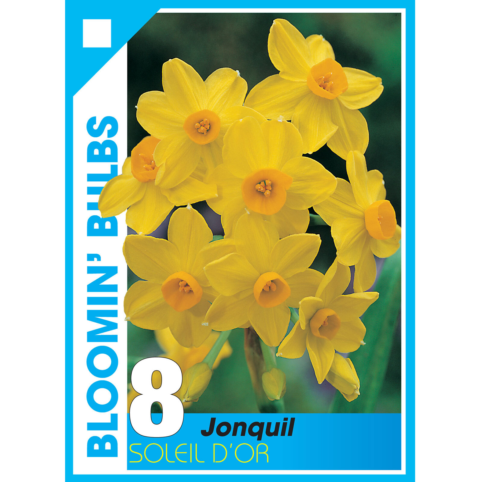 Bloomin' Bulbs Blue Dutch Iris Bulbs 8 Pack Bunnings Australia
