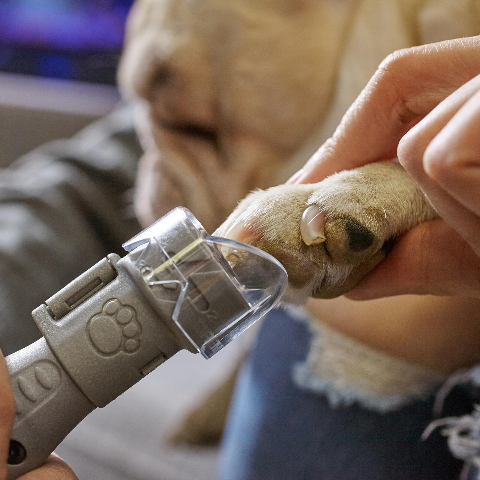 Dremel Pet Grooming Kit (7020PGK) Bunnings Australia