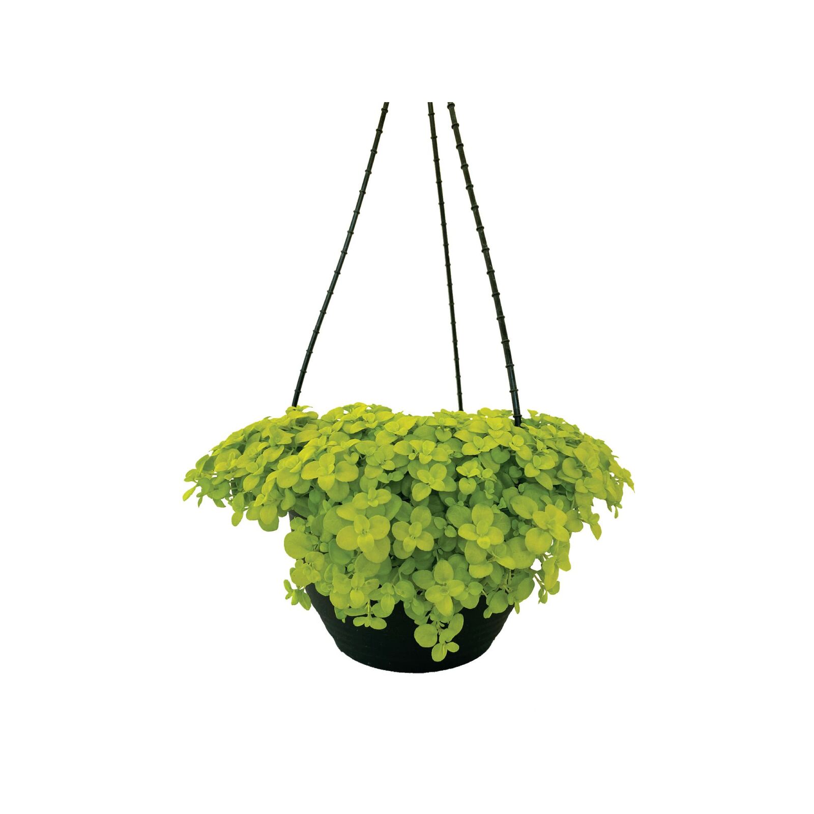 200mm Veronica Sunshine in Hanging Basket Veronica repens Bunnings