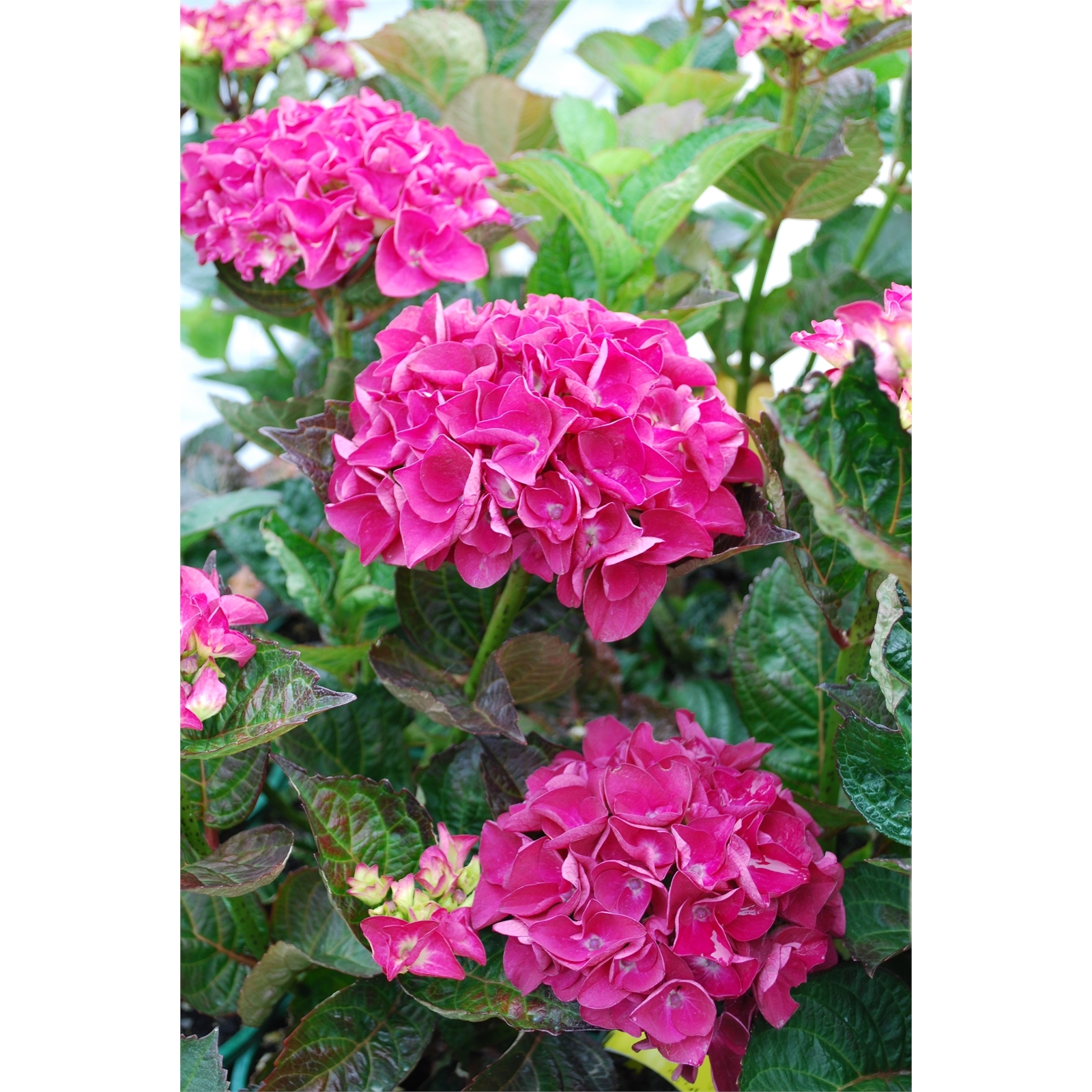 4.5L Hydrangea Hydrangea raspberry Crush Bunnings New Zealand