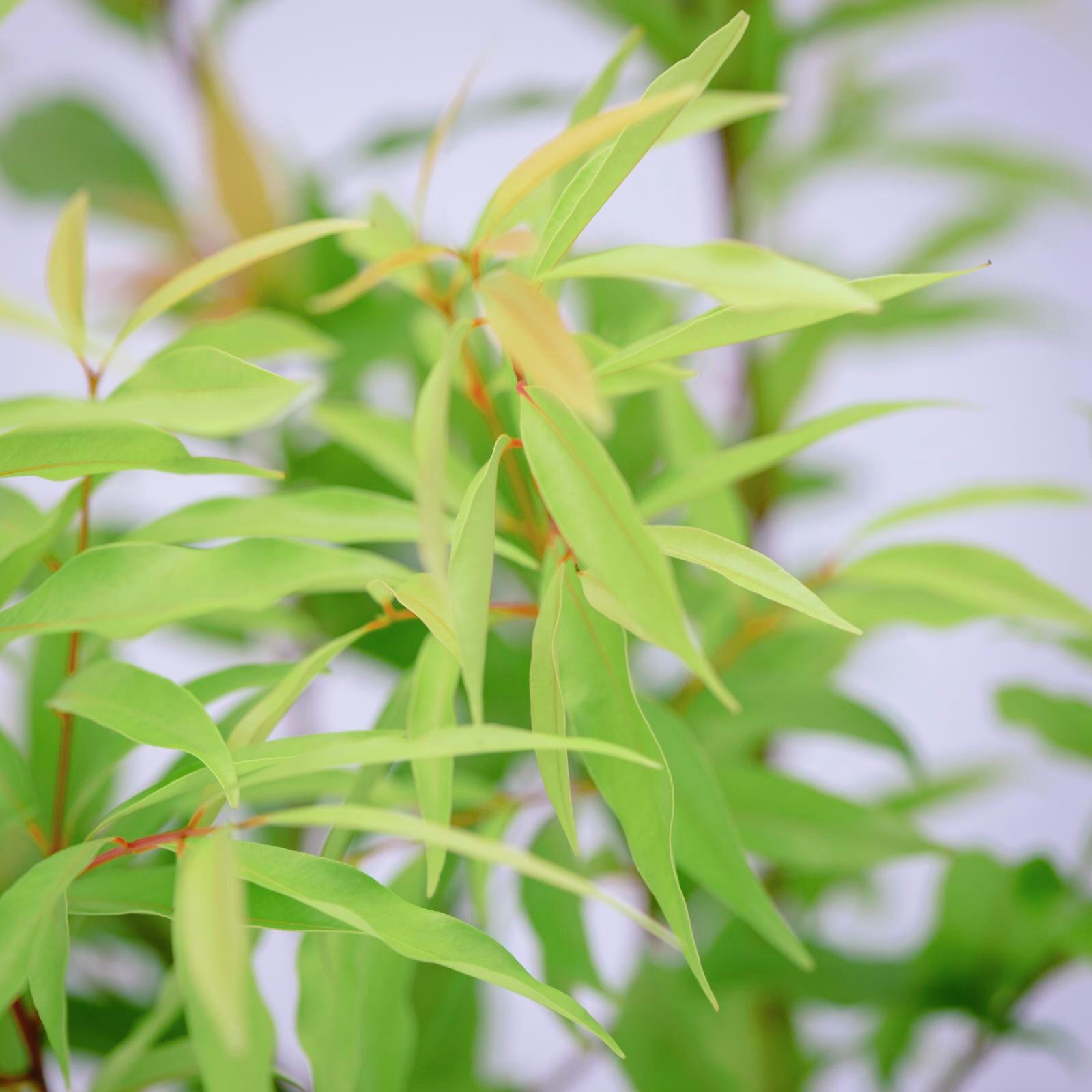 180mm Weeping Lilly Pilly Waterhousea floribunda Bunnings Australia