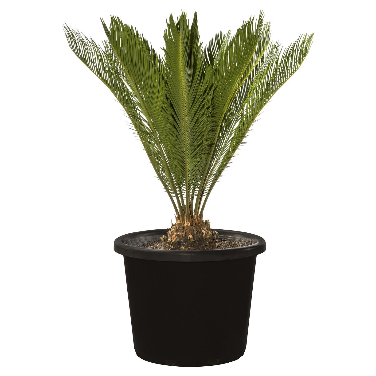 45L Sago Palm Cycas revoluta Bunnings Australia