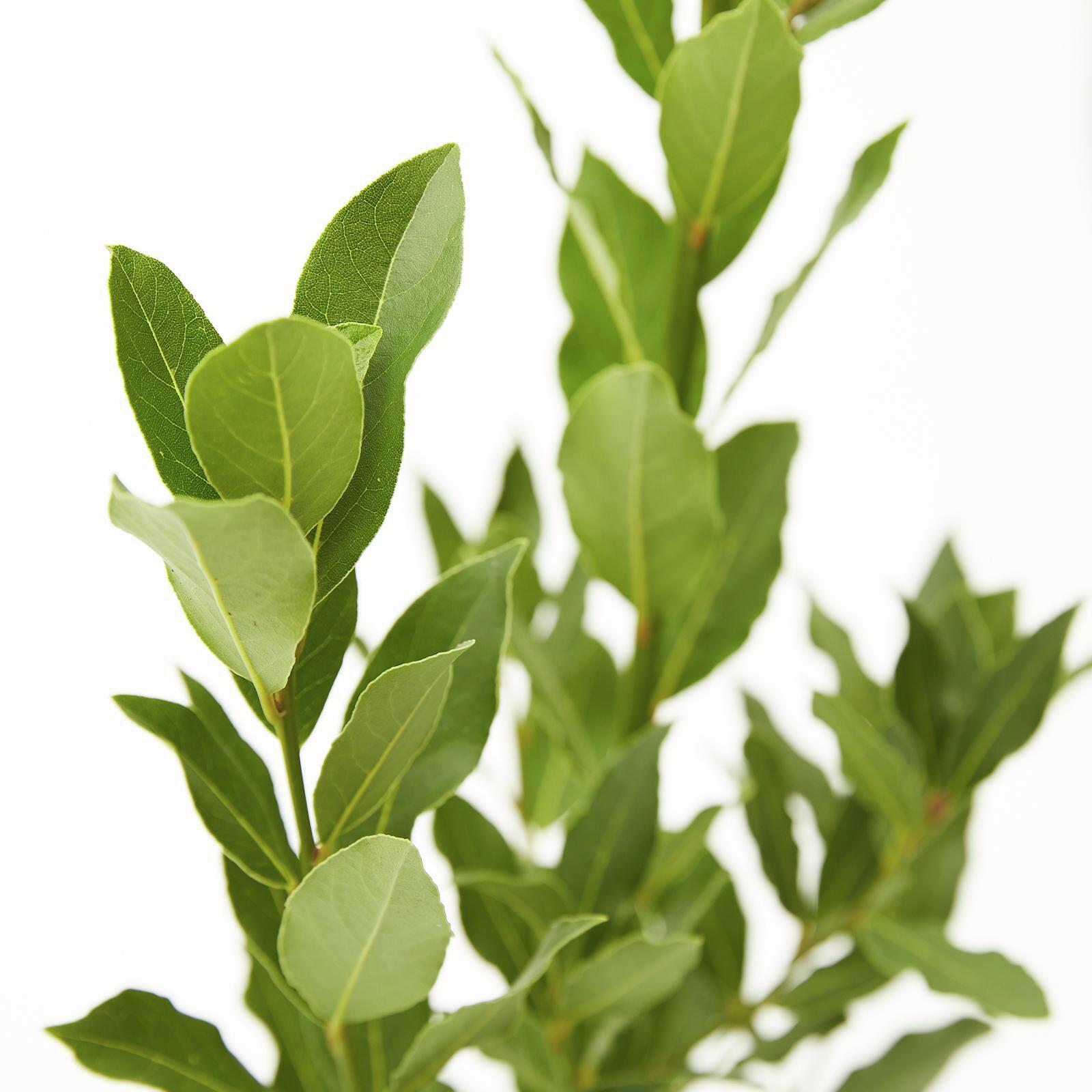 200mm Compact Bay Laurel Laurus nobilis 'Miles Choice' Bunnings
