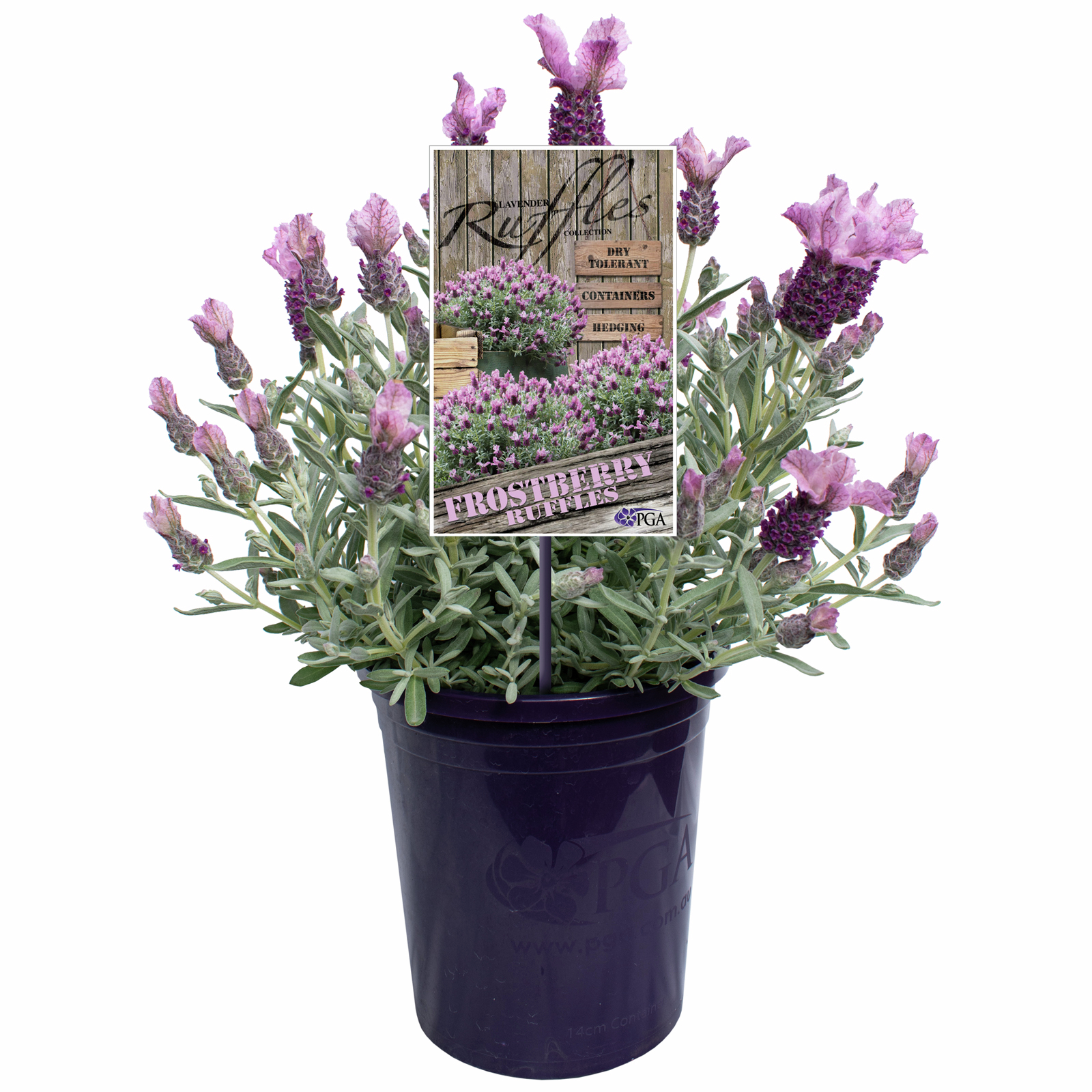 140mm Lavender Frostberry Ruffles Bunnings Australia