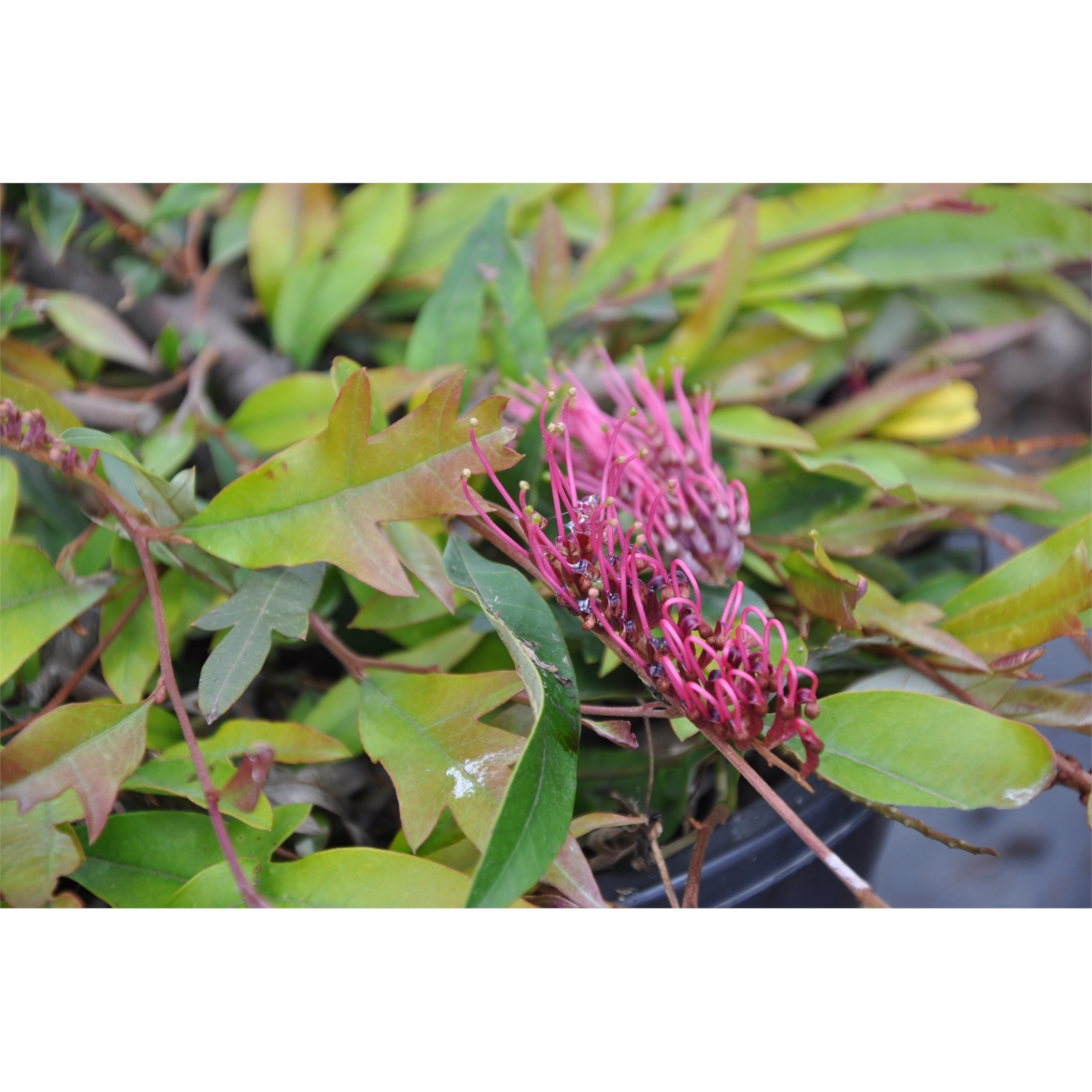 140mm Grevillea Royal Mantle Grevillea laurifolia x willsii