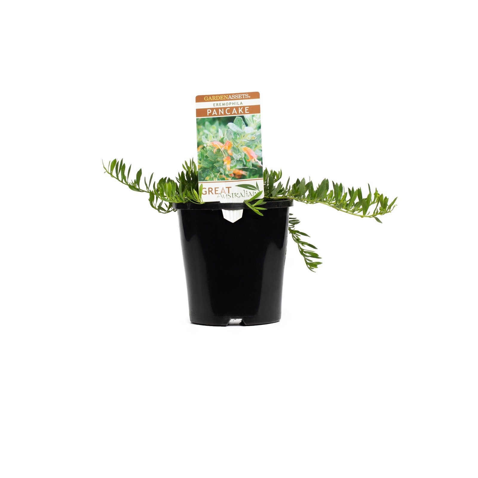 140mm Emu Plant Eremophila glabra Prostrate Bunnings Australia