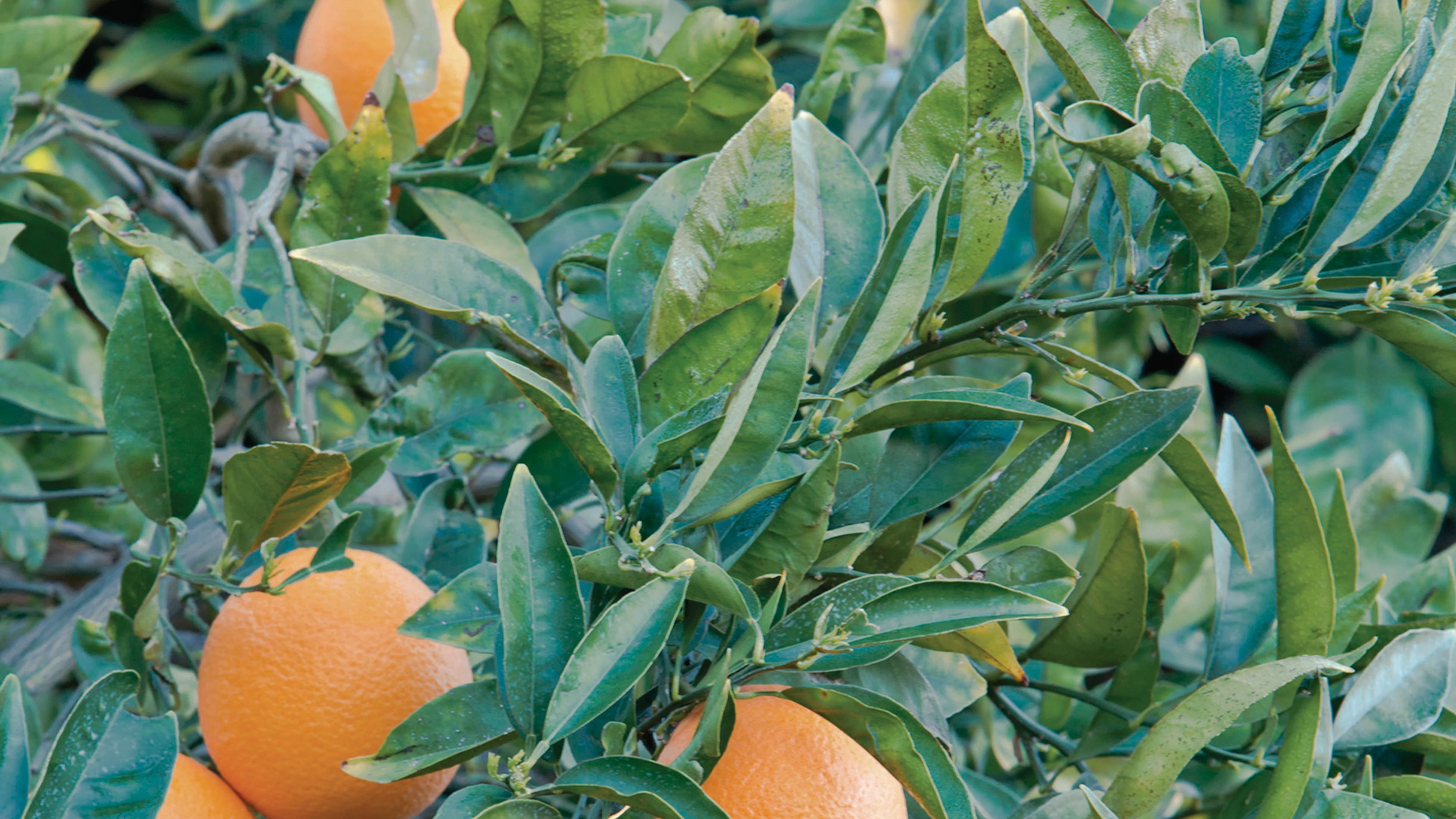 Growing Citrus Plants Bunnings Australia
