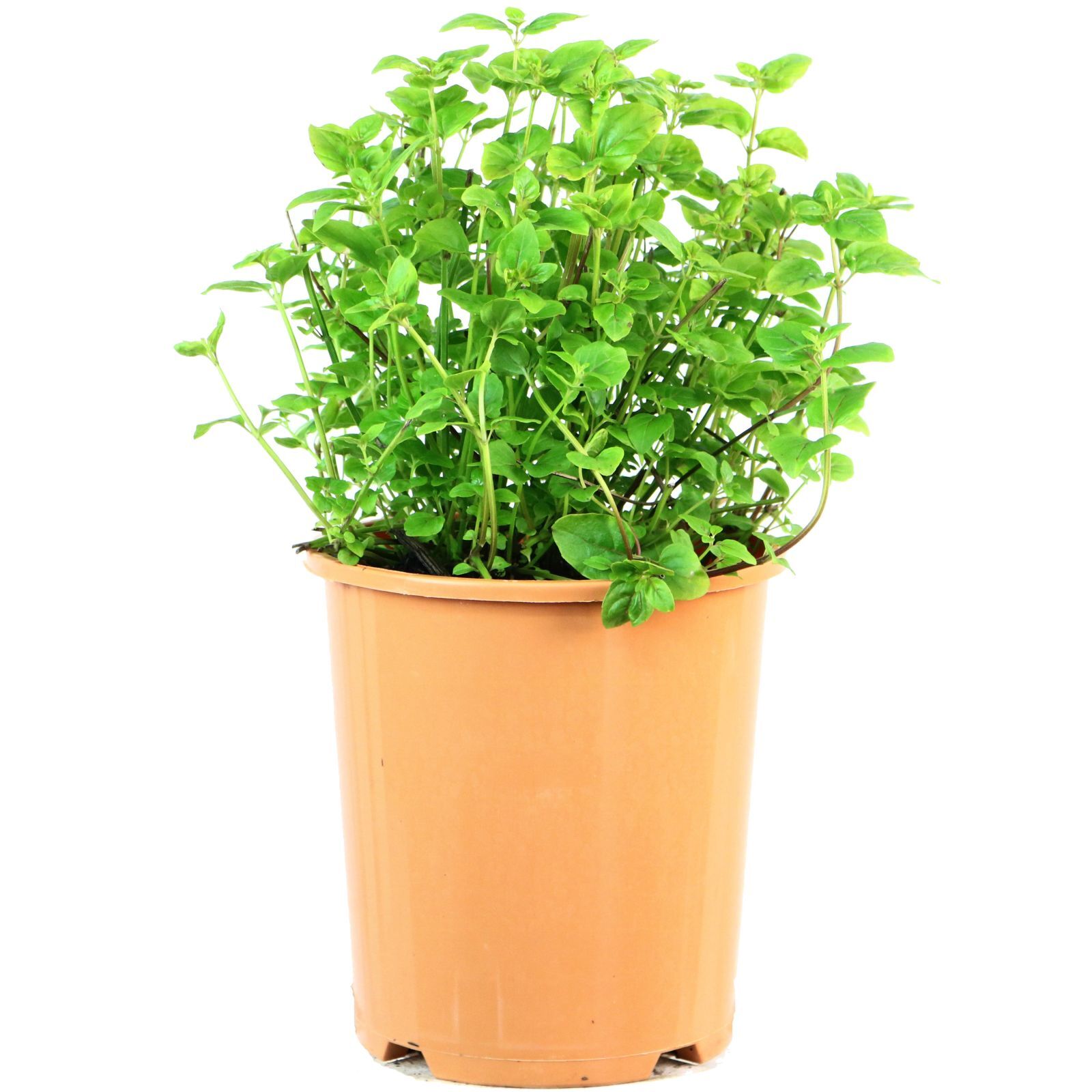 140mm Tucker Bush River Mint Mentha australis Bunnings Australia