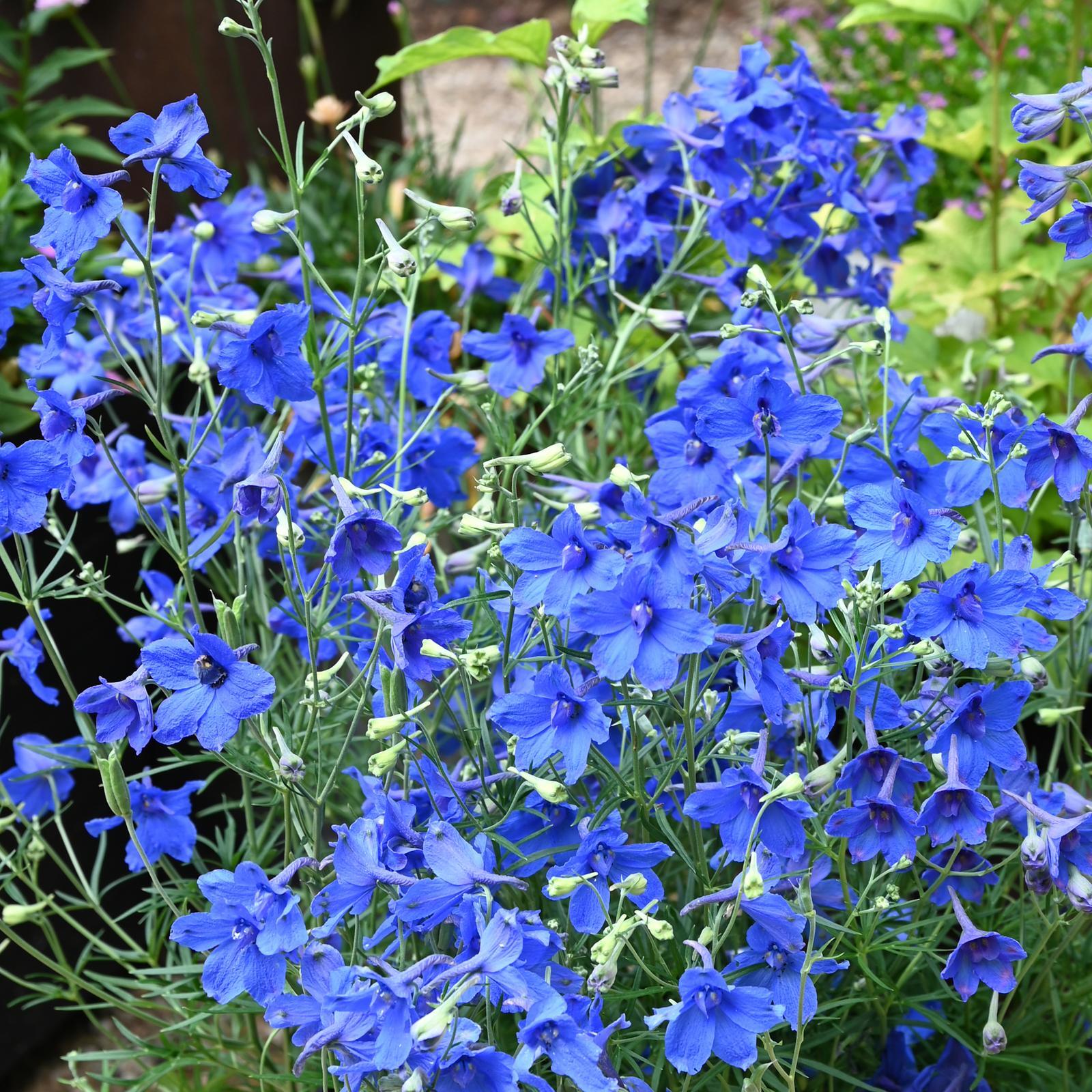 140mm Delphinium Little Blue Butterflies Delphinium Bunnings Australia