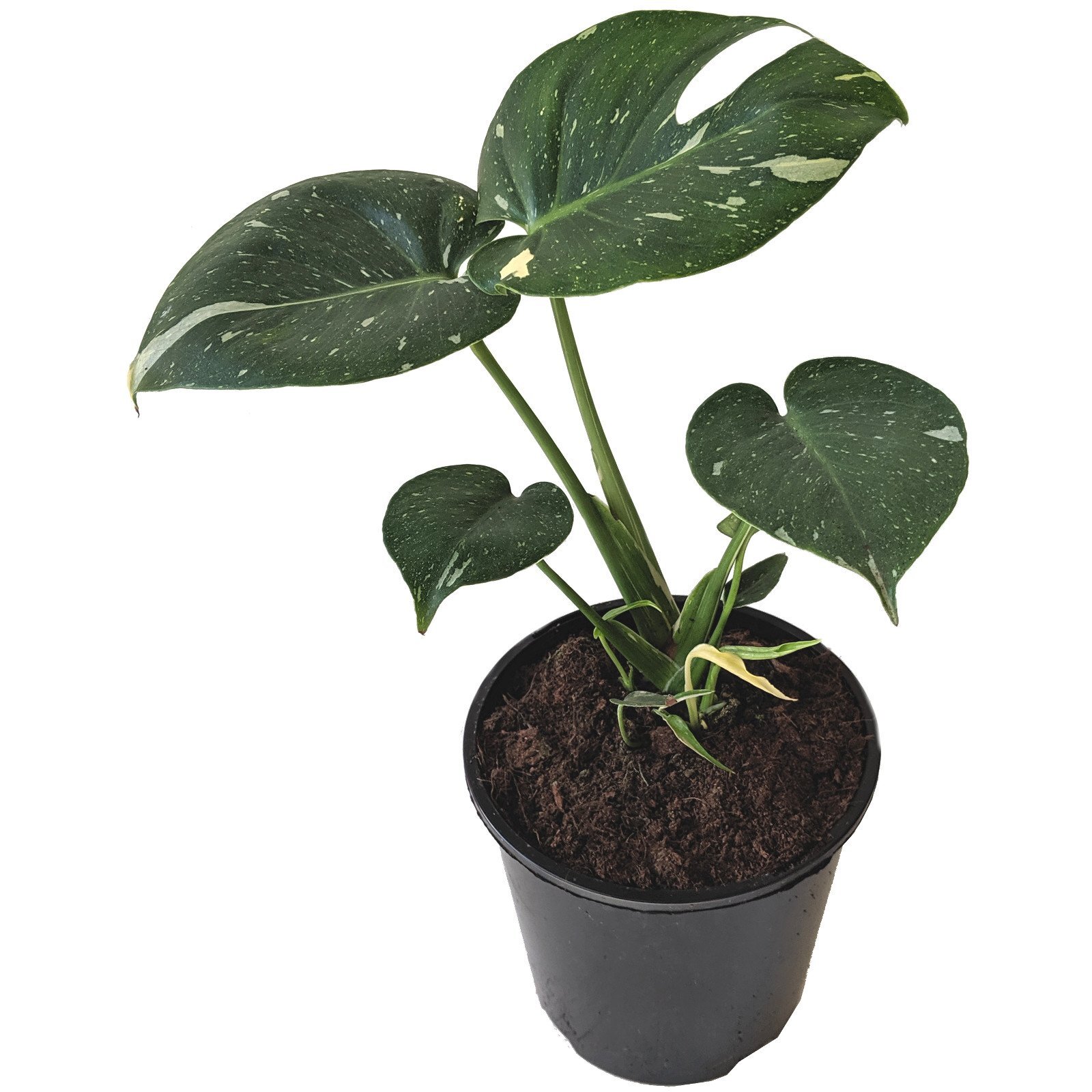 150mm Monstera Thai Constellation Monstera deliciosa variegata