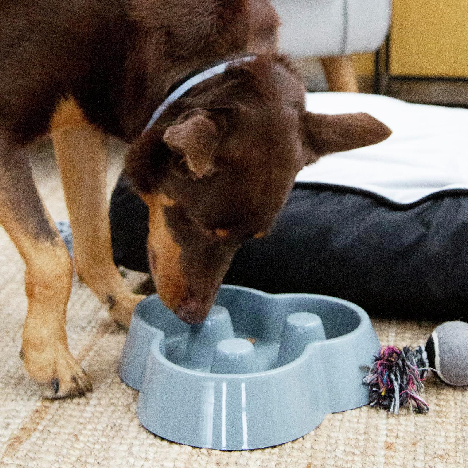 Happy Tails Grey Slow Feeder Pet Bowl Bunnings Australia