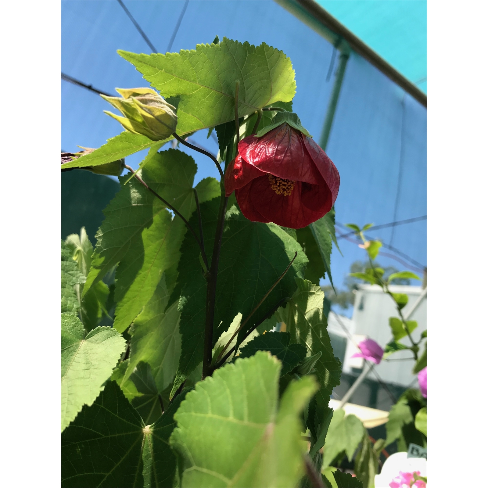 140mm Chinese Lantern Abutilon hybridum Red Emperor Bunnings Australia