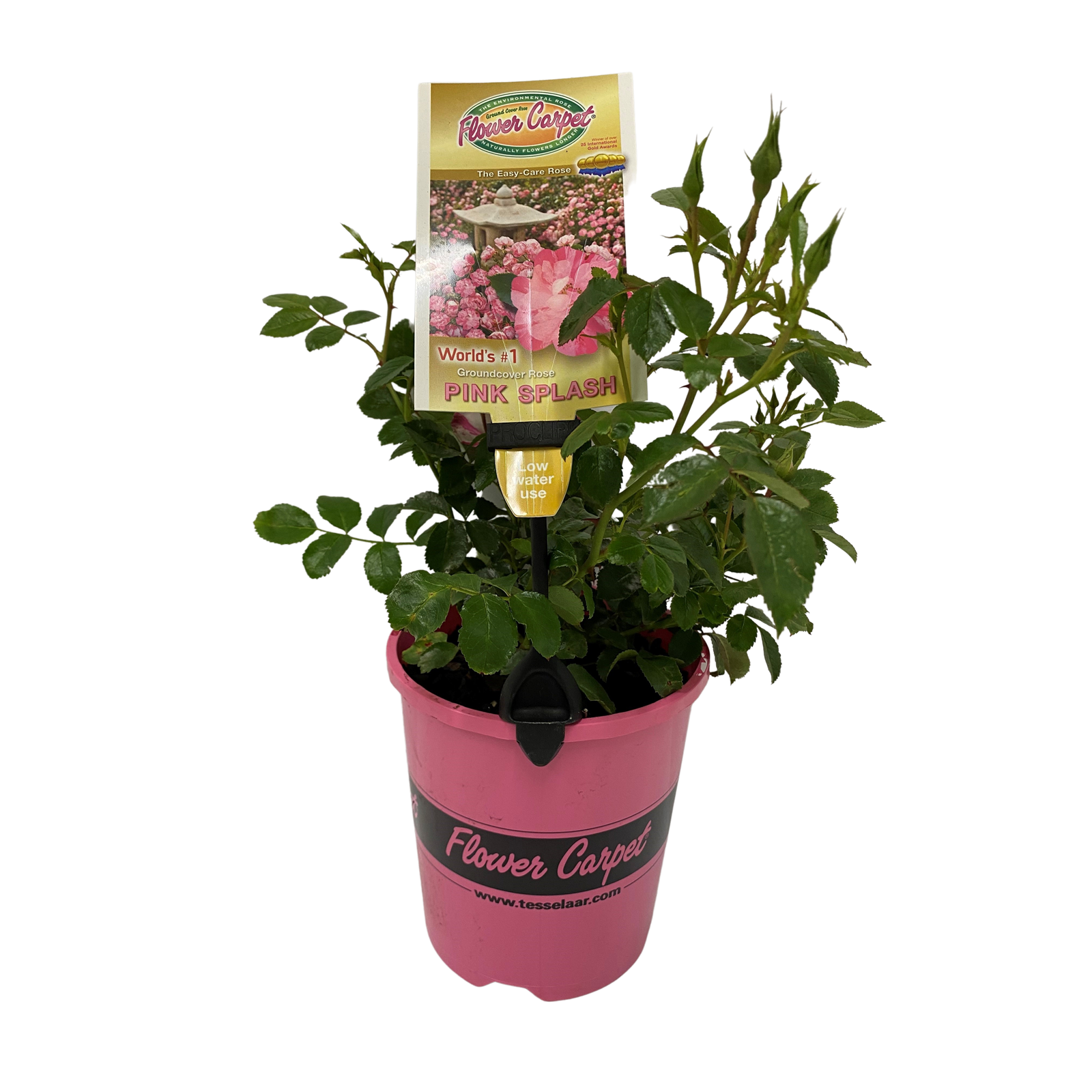 140mm Flower Carpet Rose Pink Splash Rosa x Noaschnee Bunnings