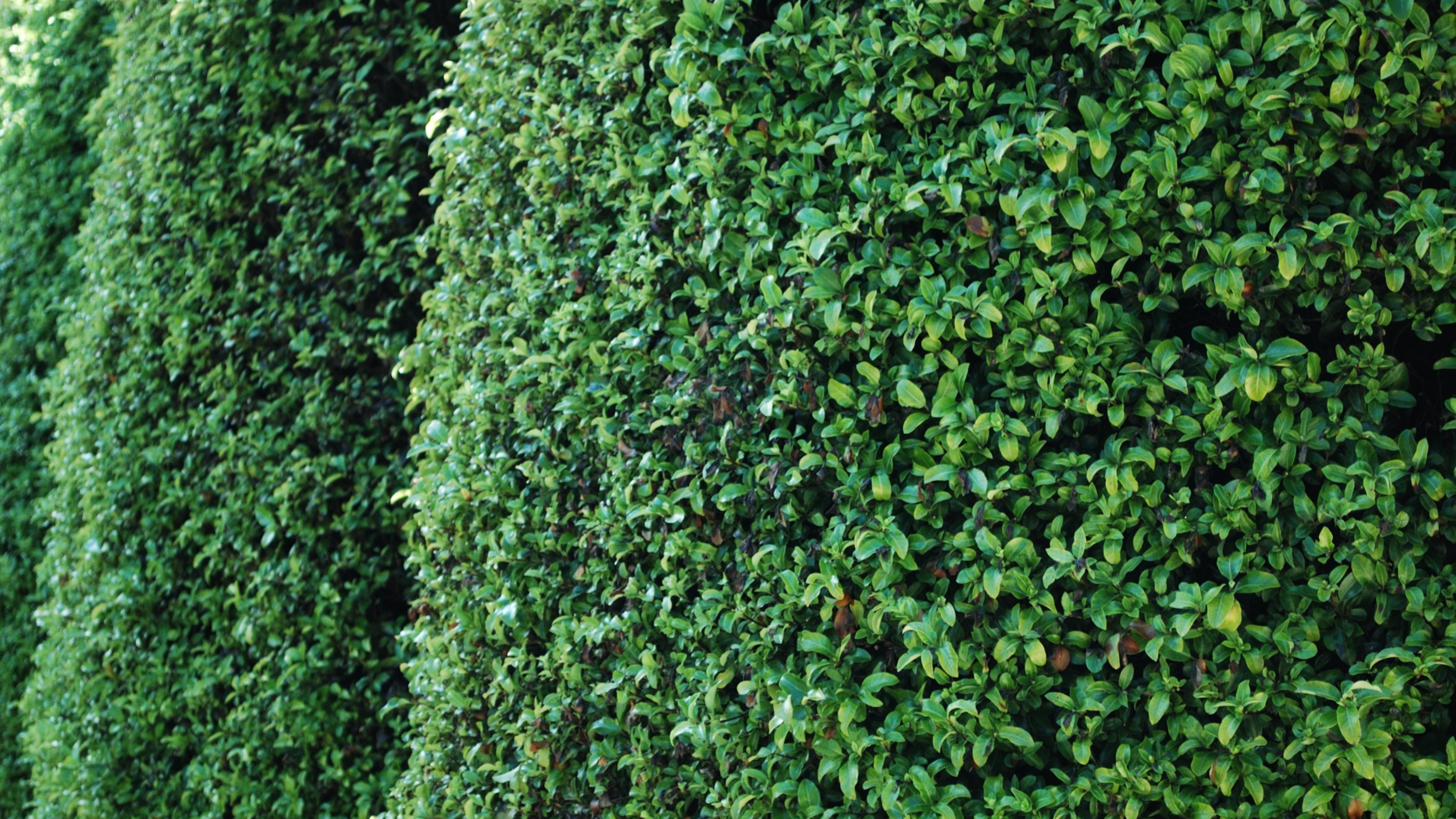 7 FastGrowing Plants For Privacy Bunnings New Zealand