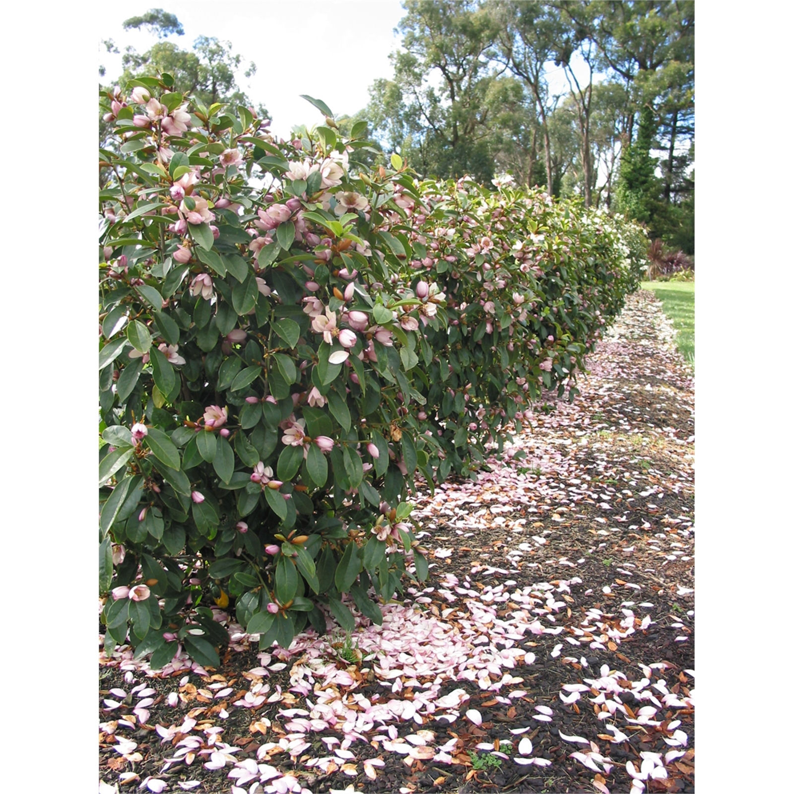 200mm Fairy Magnolia Blush Michelia hybrid Bunnings Australia