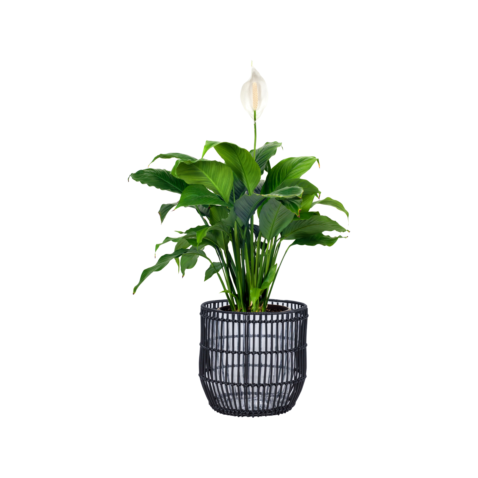 Lotus 28 x 26cm Black XL Poly Rattan Basket Bunnings Australia
