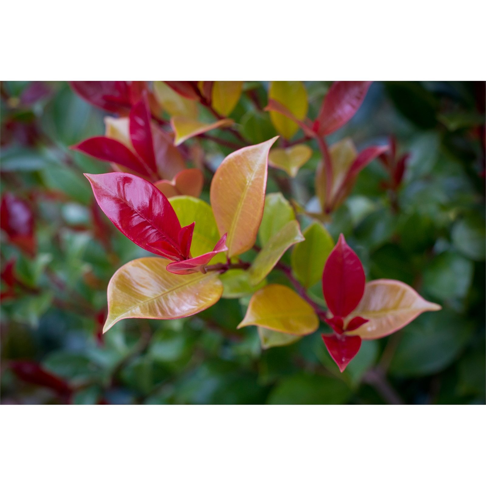 300mm Lilly Pilly Big Red Syzygium australe Bunnings Australia