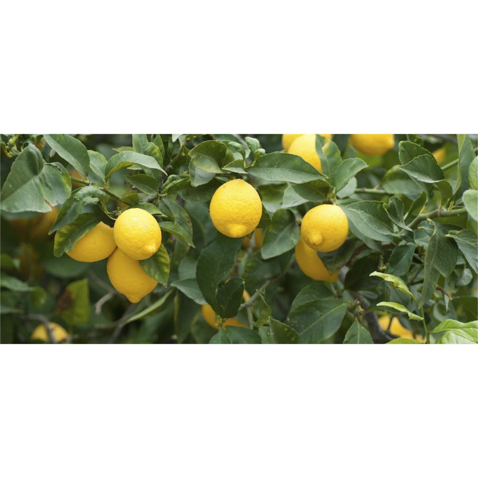 Plant Citrus Lemonade 3.5L Bunnings New Zealand
