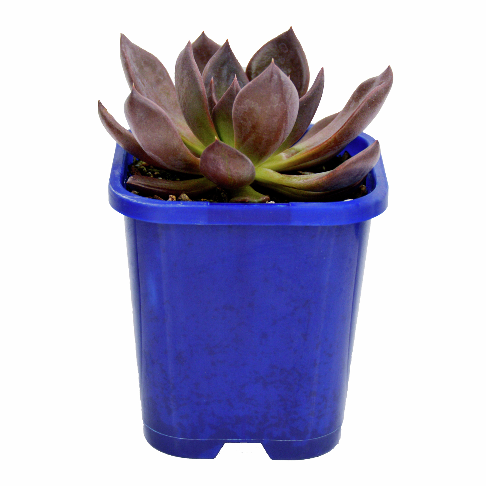 140mm Echeveria Chocolate Succulent Bunnings Australia