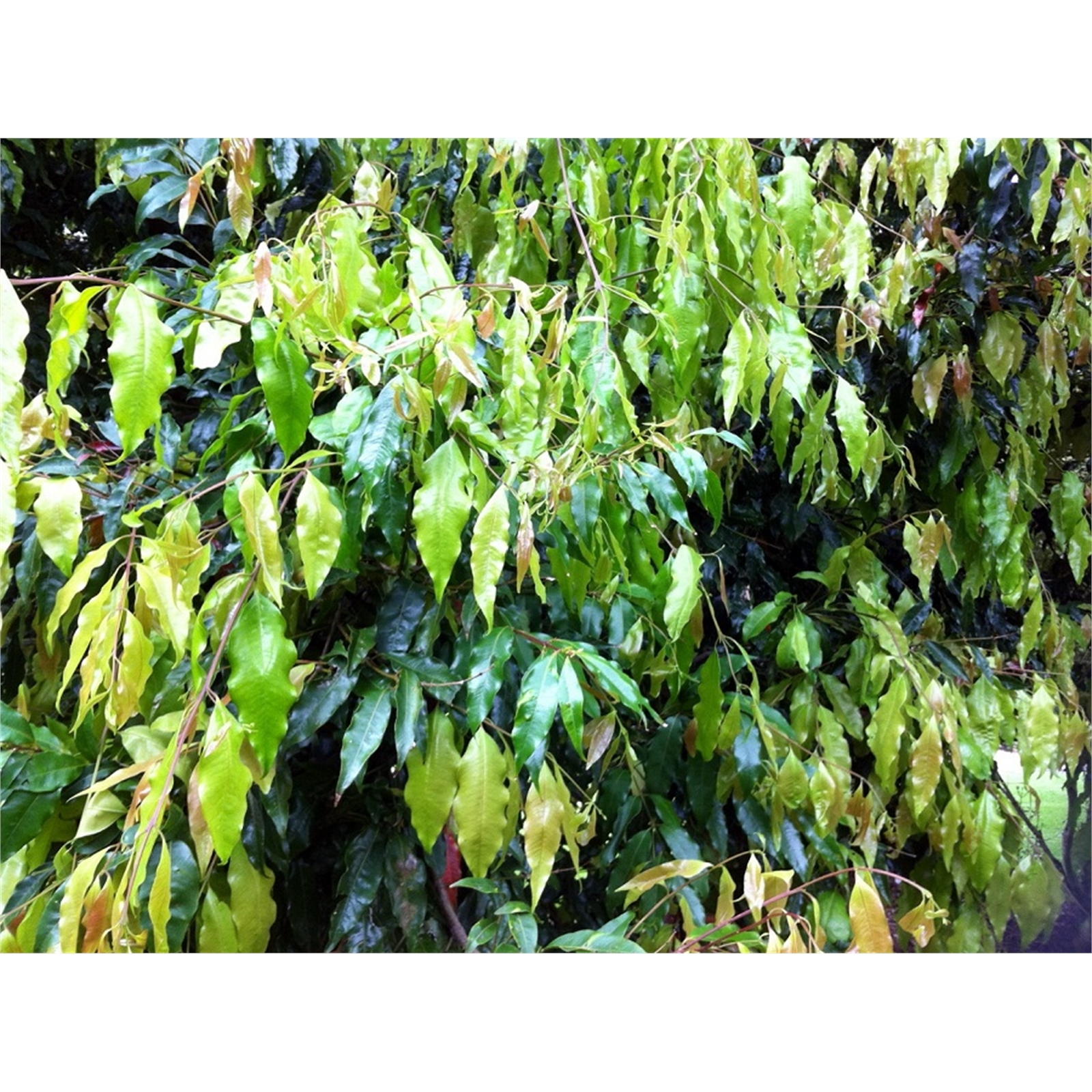 500mm Weeping Lilly Pilly Waterhousea floribunda Bunnings Australia