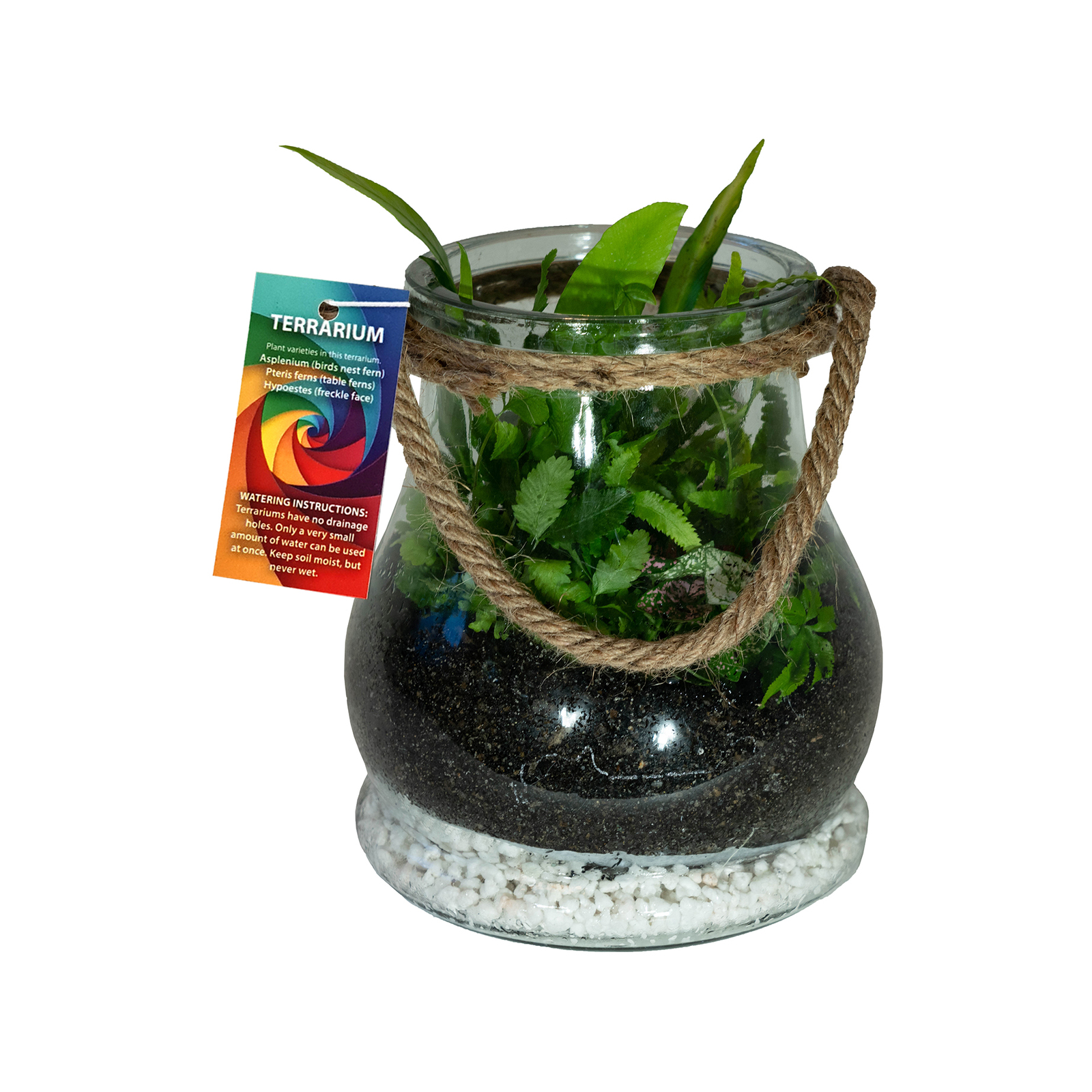 140mm Large Terrarium Assorted Varieties Bunnings Australia