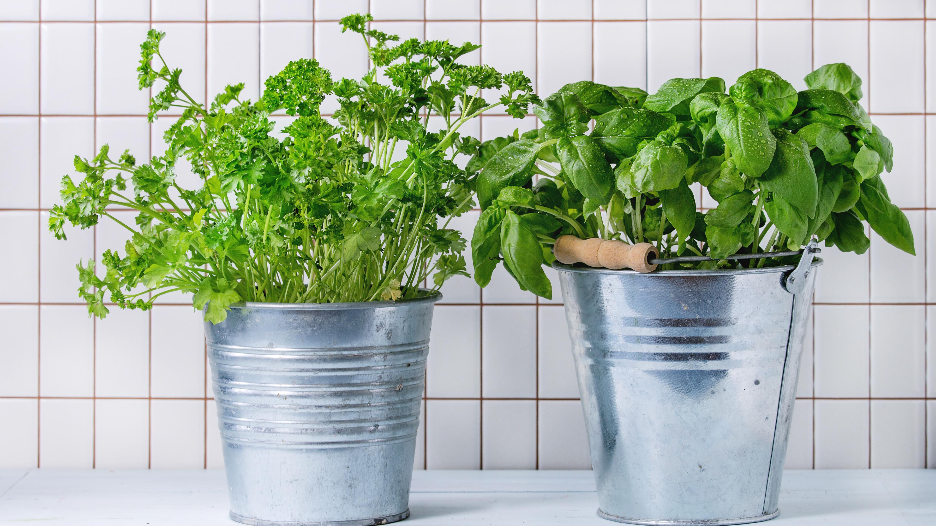 How To Grow Herbs Indoors Bunnings New Zealand