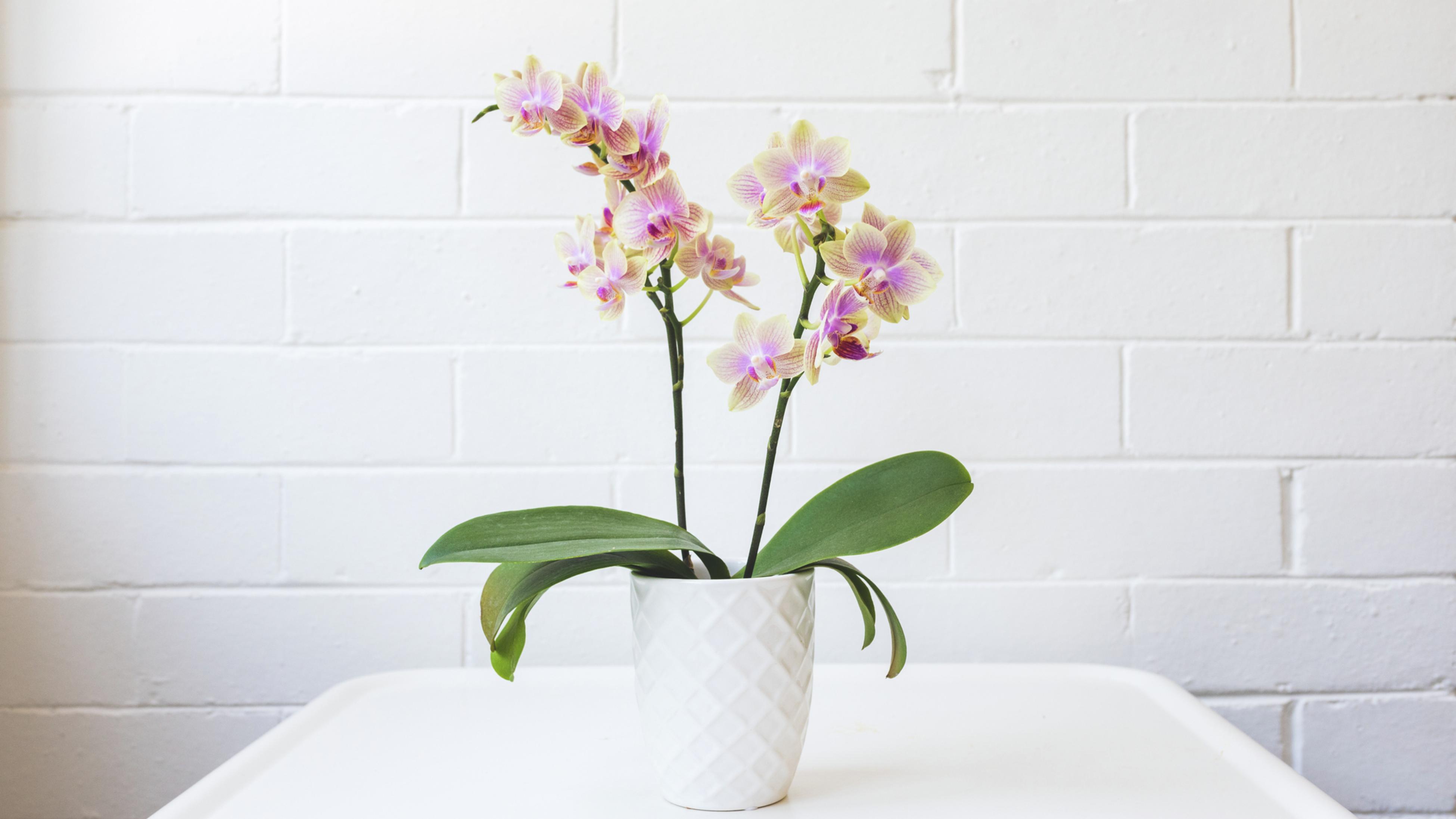 Different Types Of Orchids Bunnings New Zealand