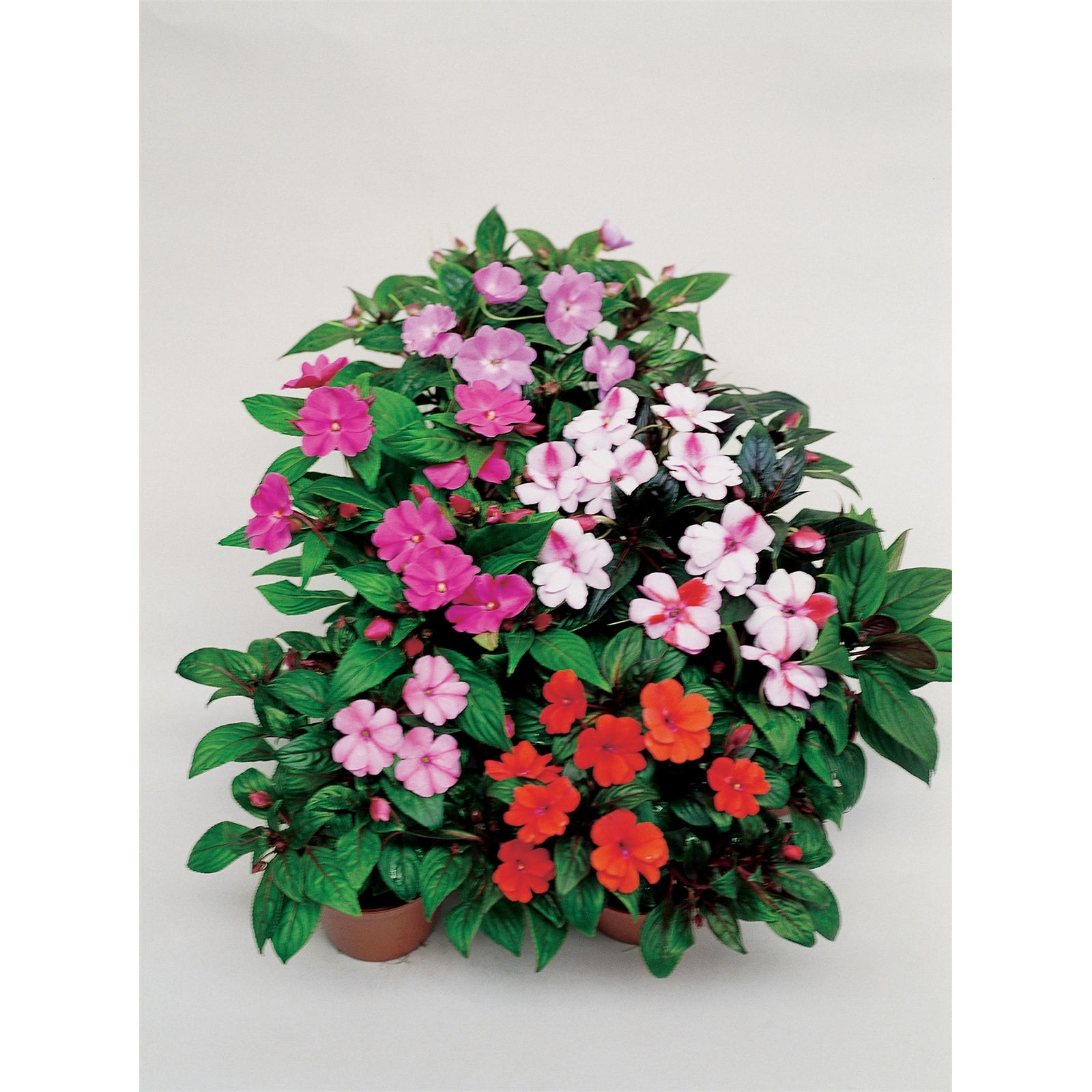 200mm New Guinea Impatiens Hanging Basket Bunnings Australia